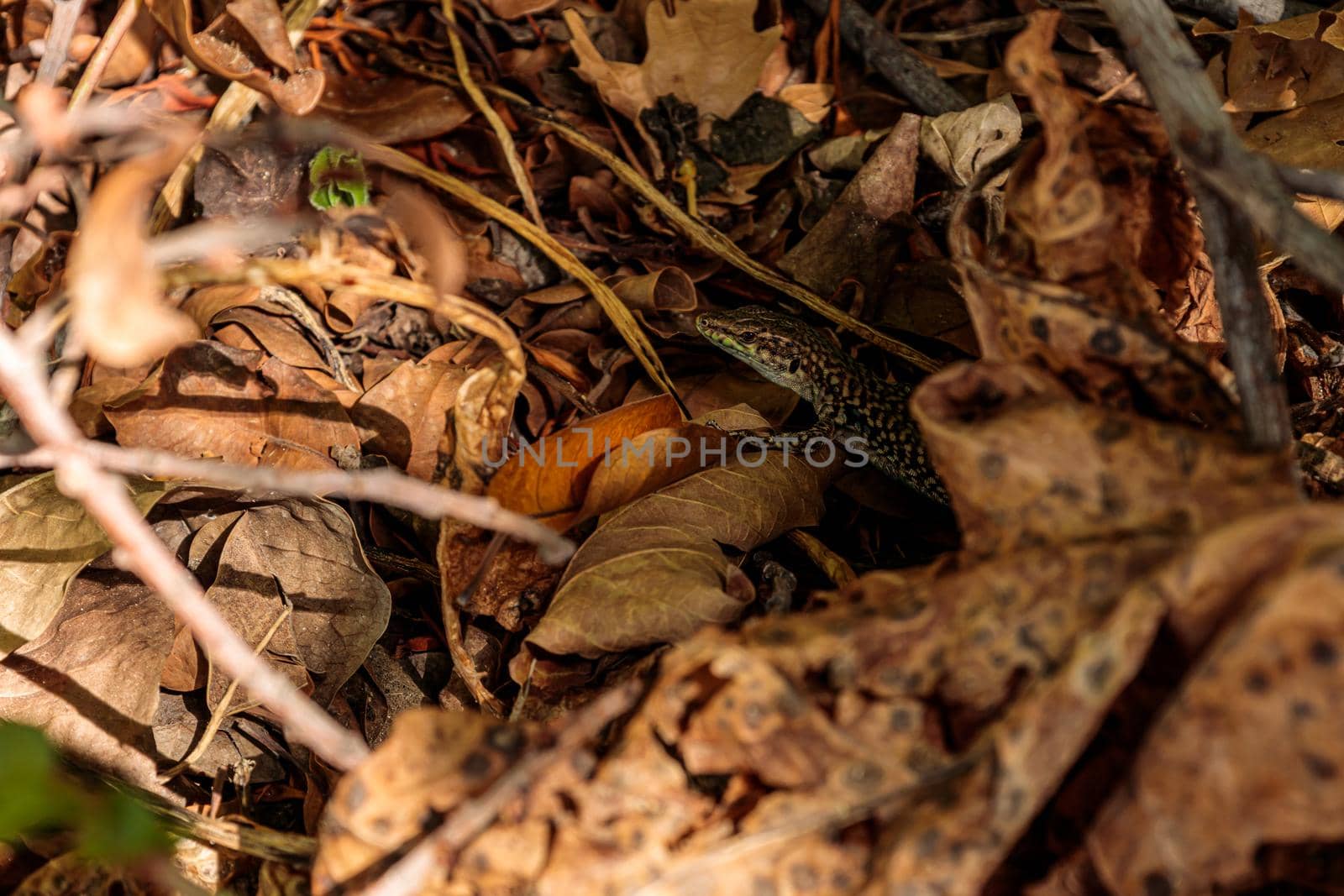 The lizard hides in yellow leaves in the forest. High-quality photo