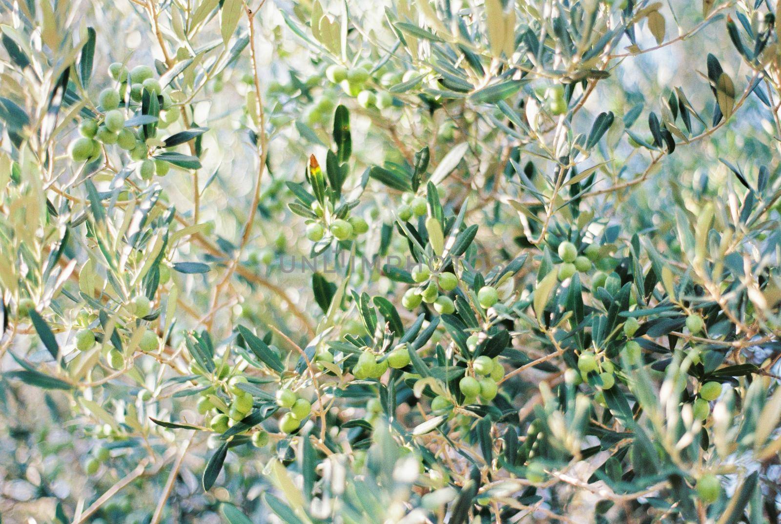 Green olives grow densely on tree branches. High quality photo
