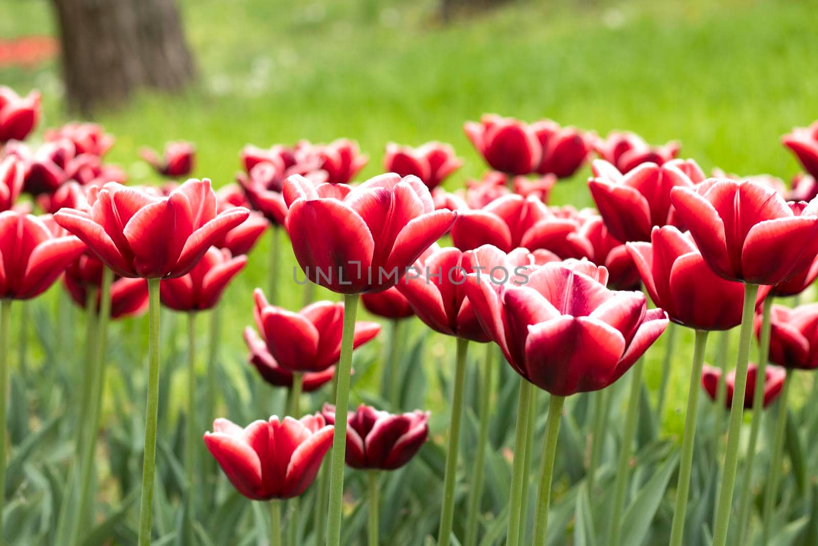 selective focus. white-red Tulip varieties La Mancha close-up. fresh bouquet of tulip buds. Close up petals. flower field. High quality photo