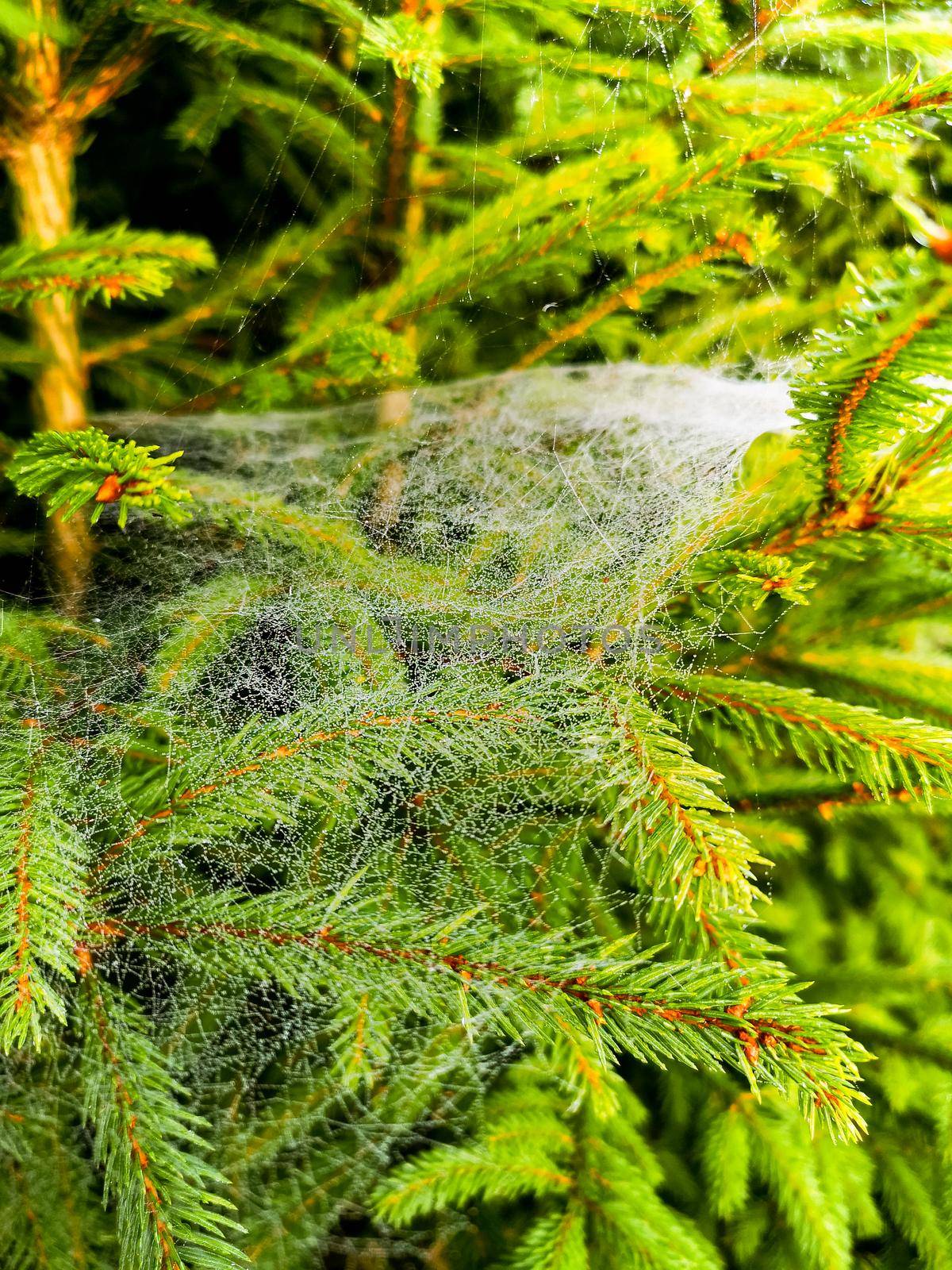 Small trees and bushes next to mountain trail full of spiders web with morning dew by Wierzchu