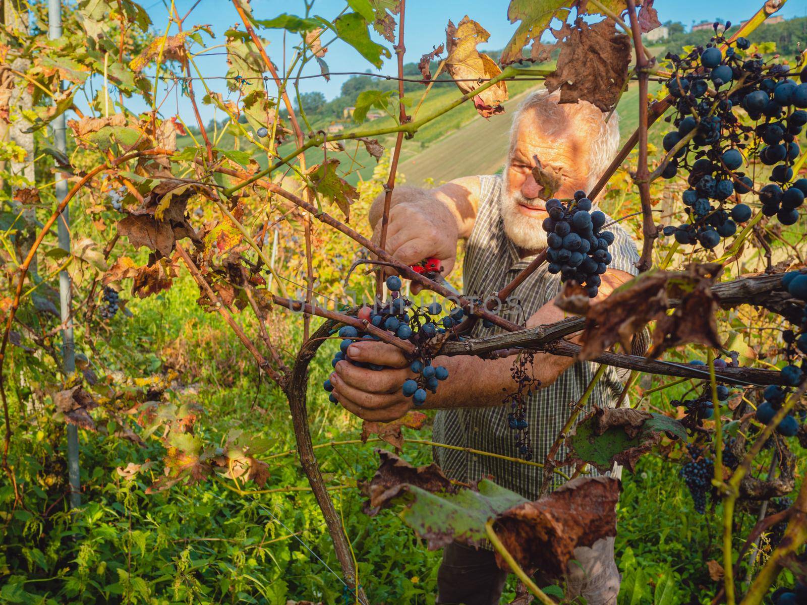 old bearded man harvesiting for wine production