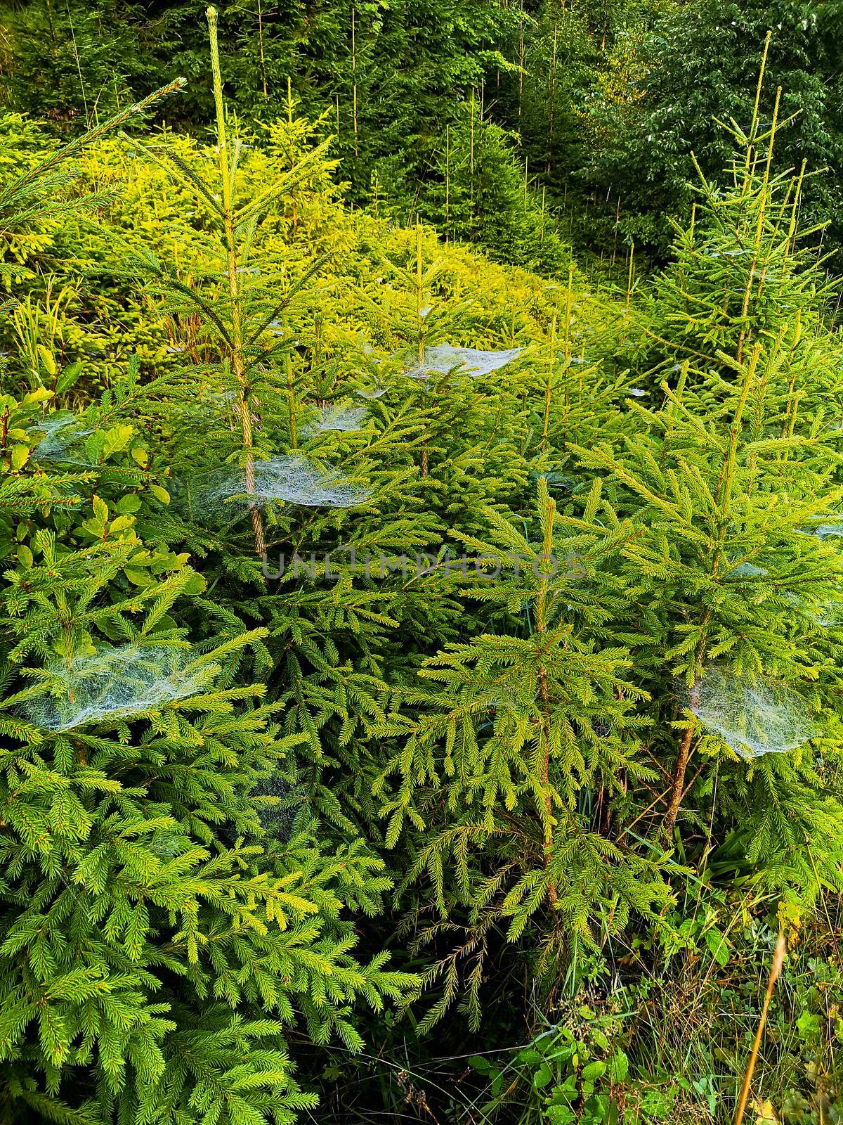 Small trees and bushes next to mountain trail full of spiders web with morning dew by Wierzchu