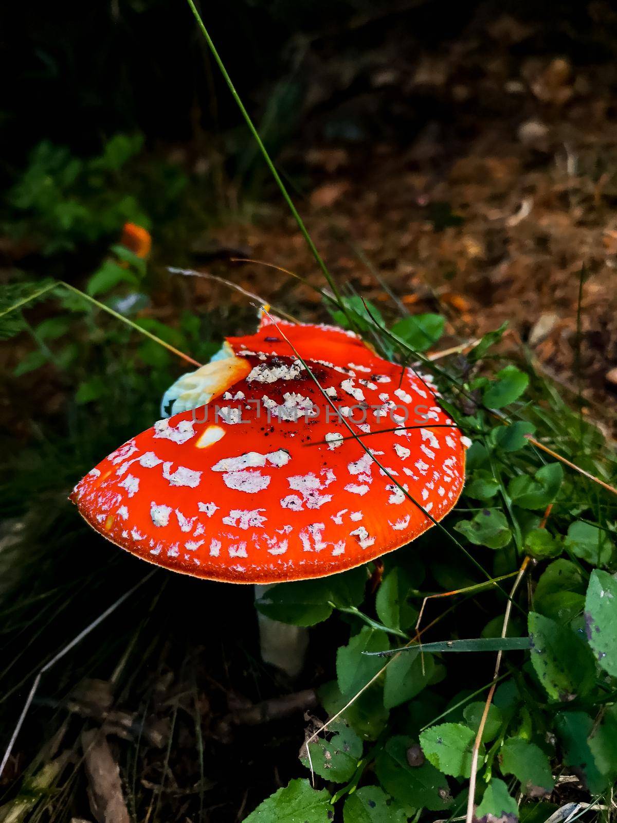 Broken red toadstool growing in forest next to mountain trail by Wierzchu