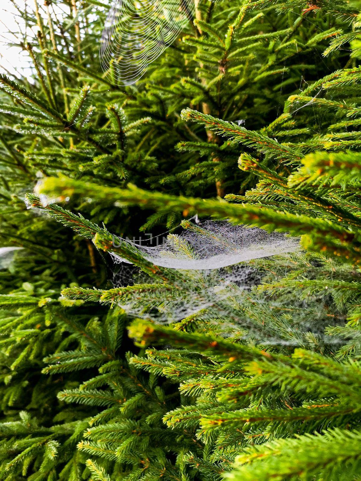 Small trees and bushes next to mountain trail full of spiders web with morning dew by Wierzchu