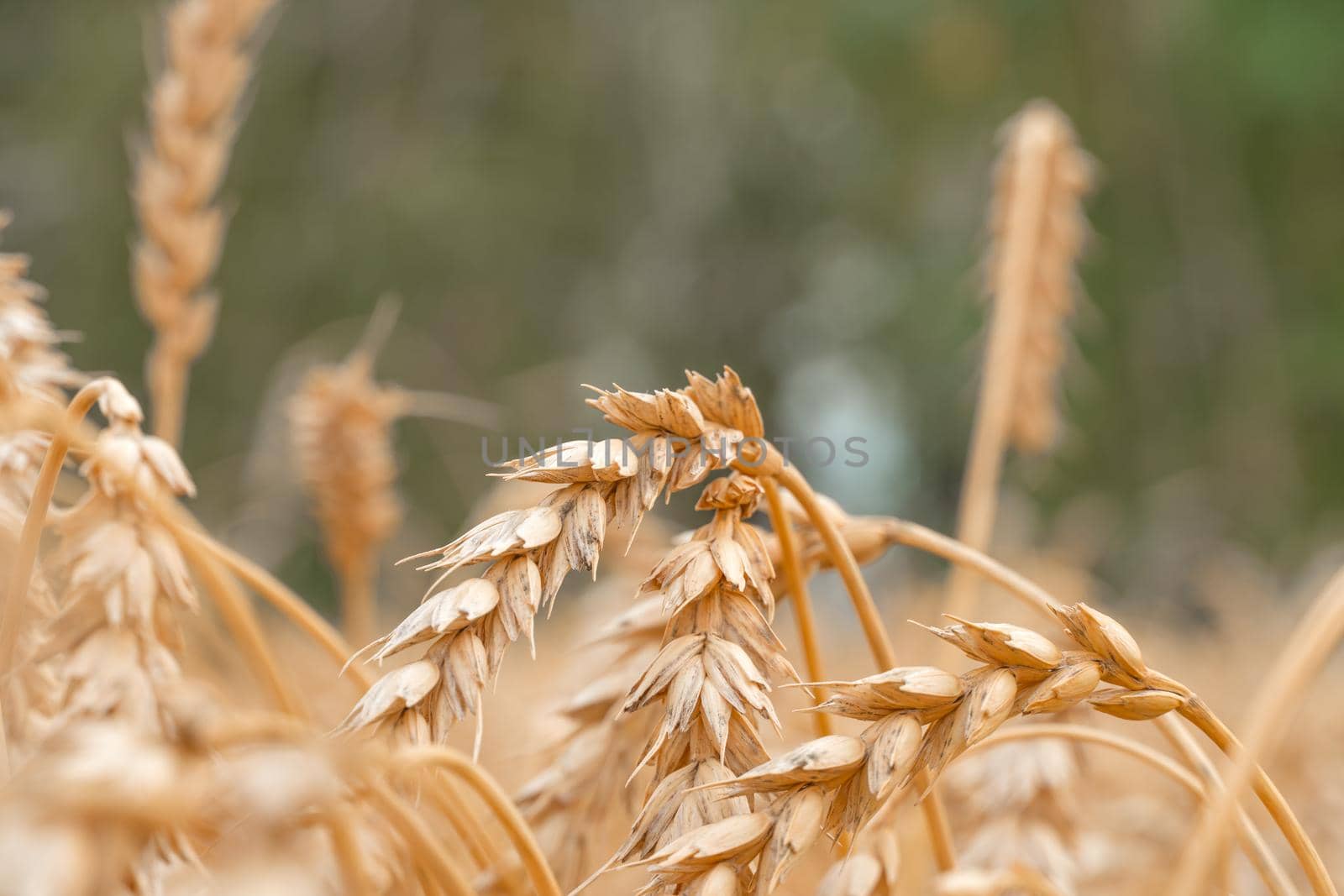 Golden Cereal field with ears of wheat,Agriculture farm and farming concept.Harvest.Wheat field.Rural Scenery.Ripening ears.Rancho harvest Concept.Ripe ears of wheat.Cereal crop.Bread, rye and grain by YevgeniySam