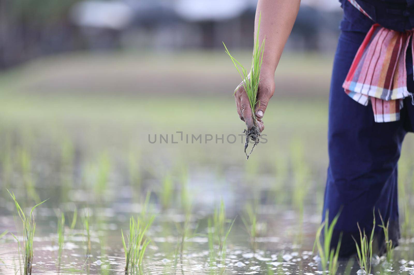 Farmer rice planting on water by piyato