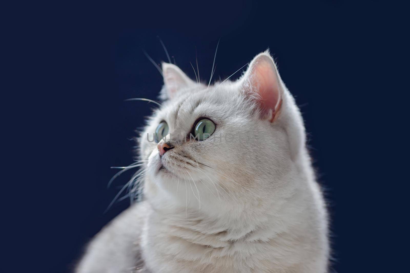 Adorable white British cat sits on a black background, looks to the side . Close up. Copy space
