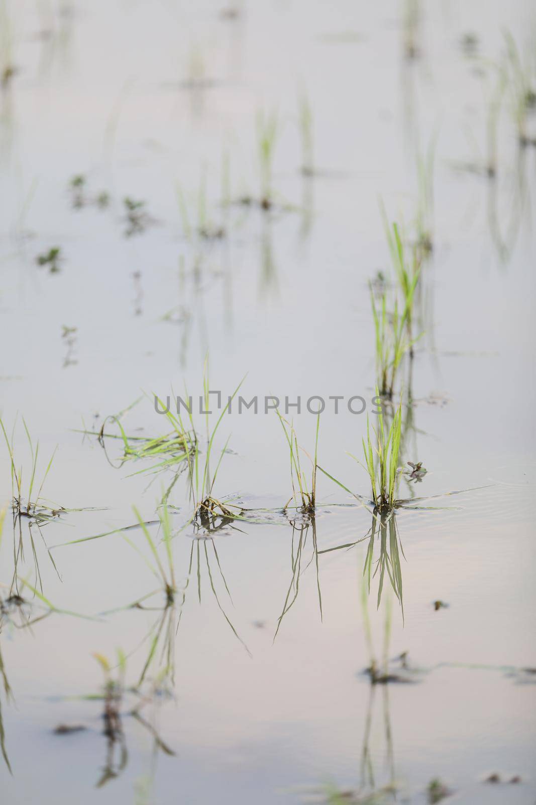 Green Head rice plant wheat on water