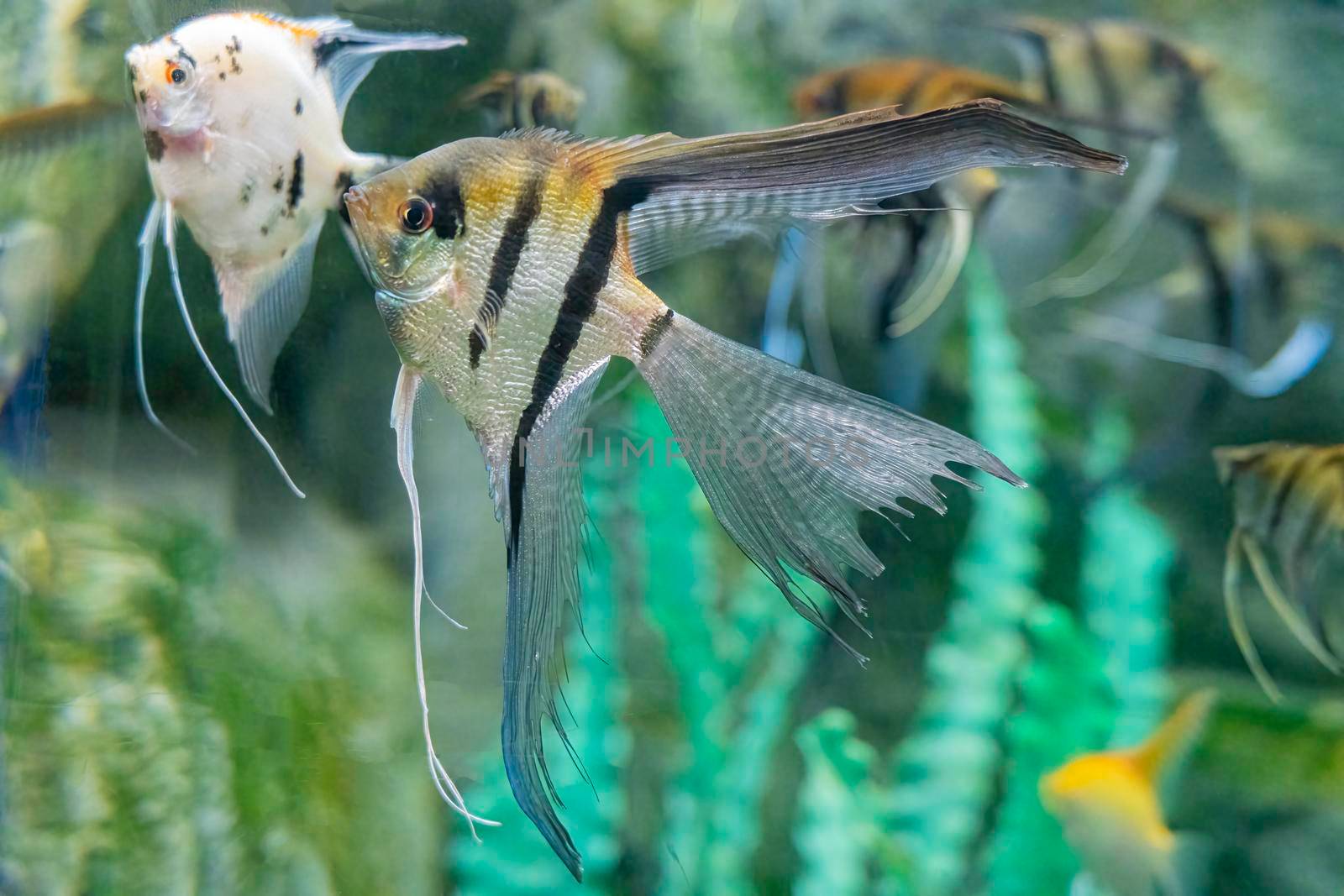 beautiful sea fish in the aquarium close-up. photo