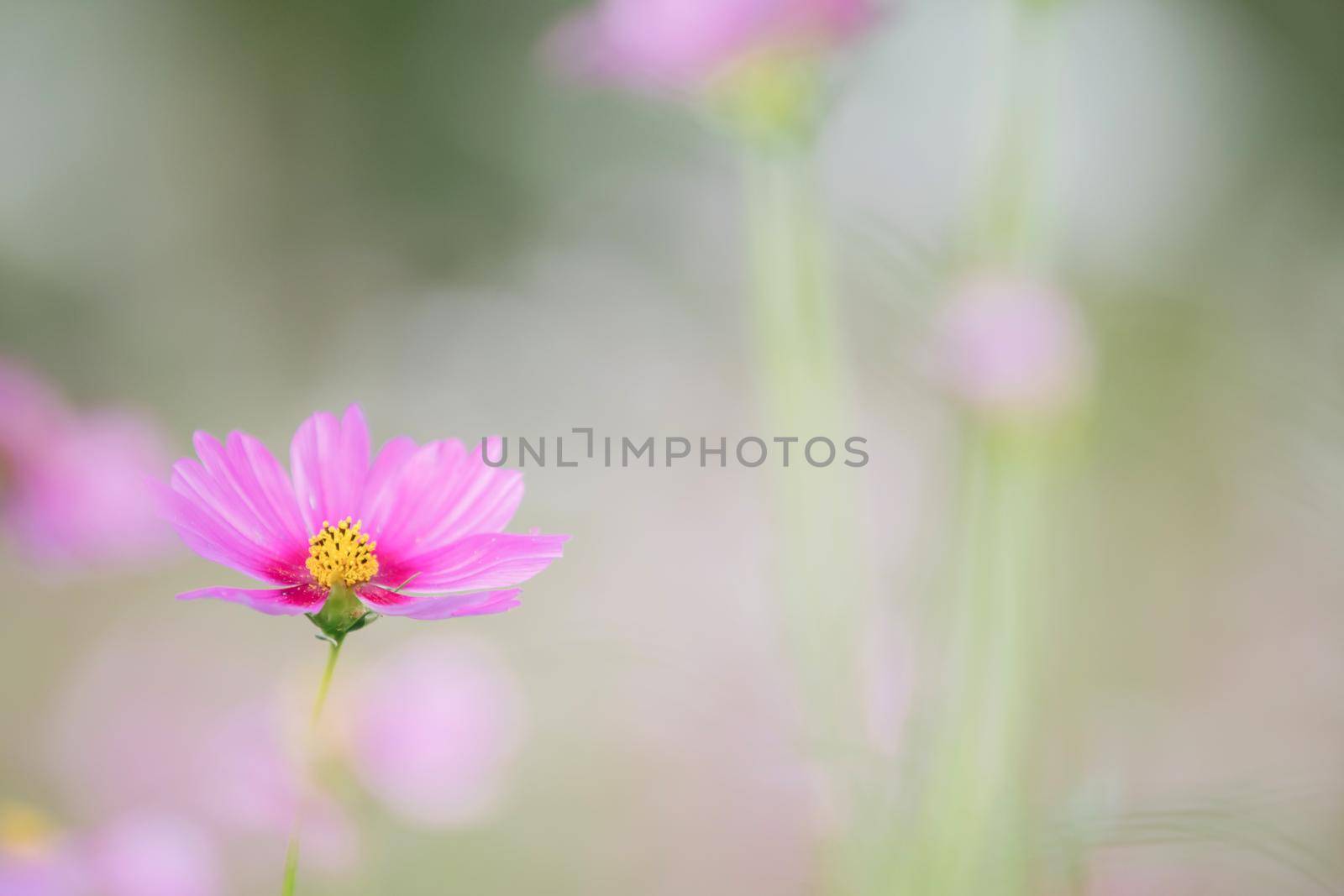 beautiful pink cosmos flowers in close up by piyato