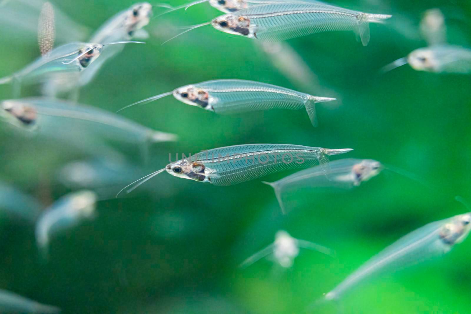 beautiful sea fish in the aquarium close-up. photo