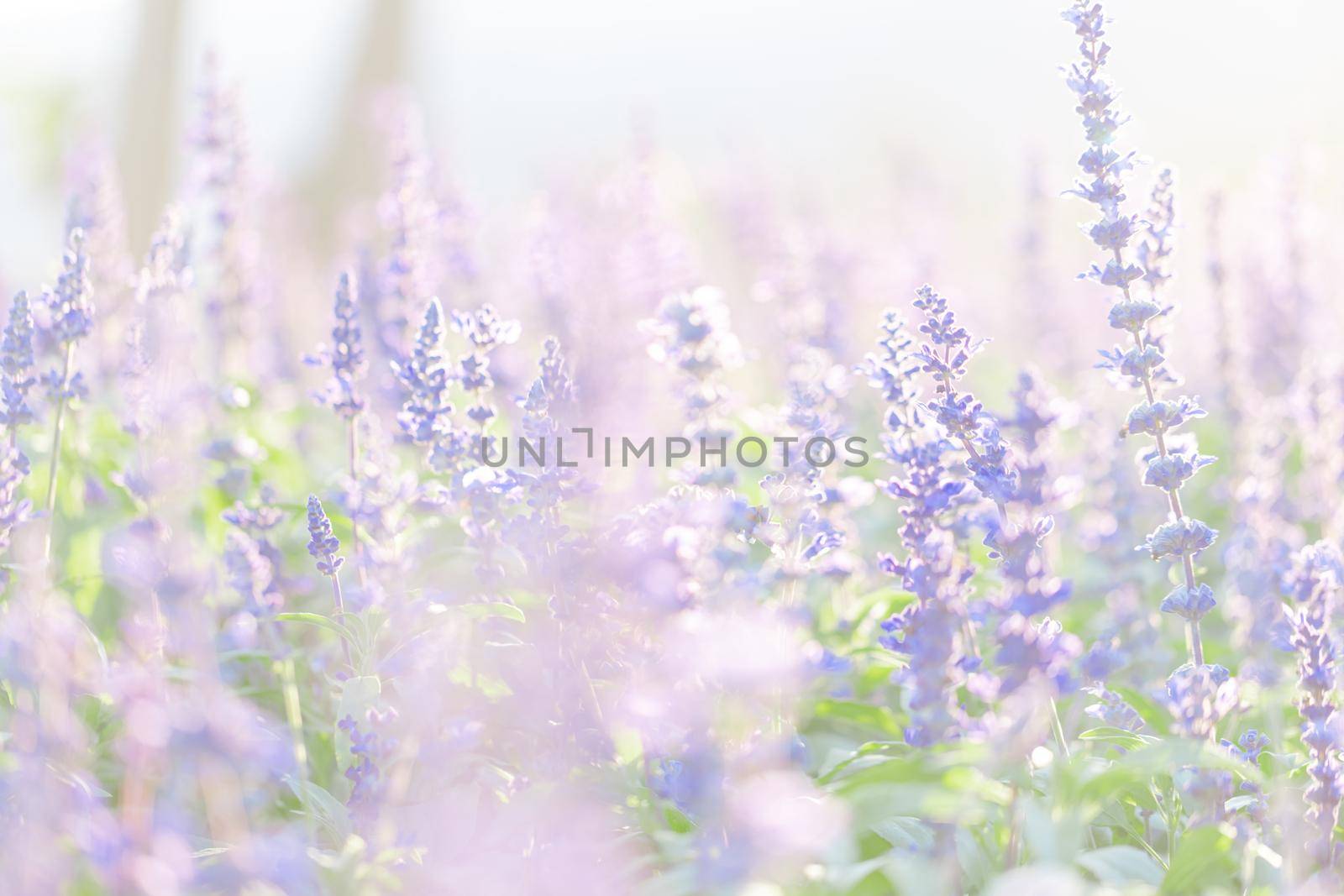 close up of lavender flowers in pastel blue color by piyato