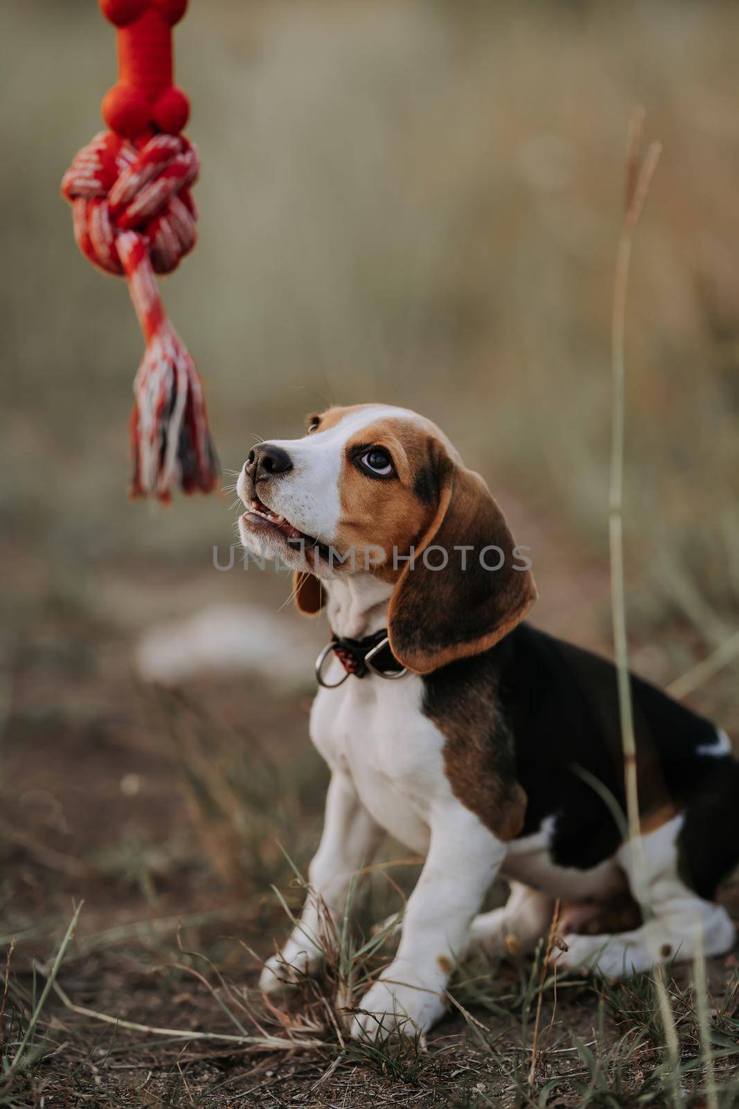Happy beagle puppy playing favorite toy - red with his owner on outdoors nature background. Active dog spending good time on countryside. Hunting breed, pet shop concept. High quality photo