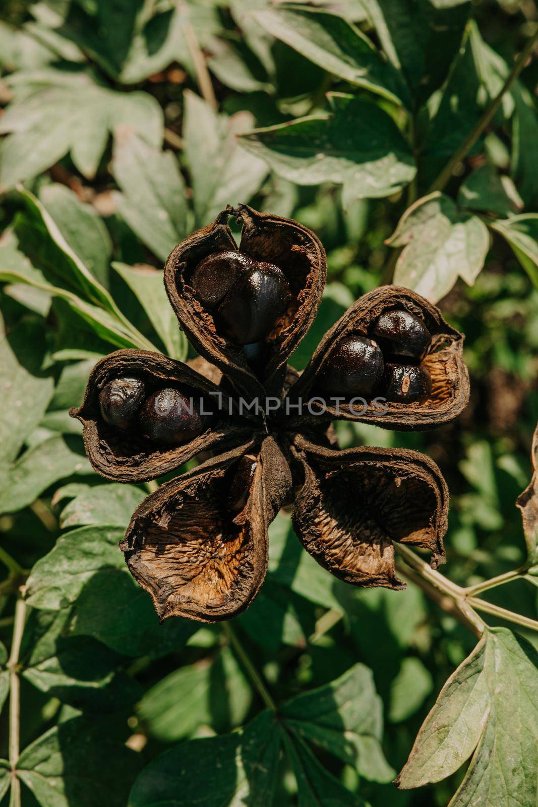 Seed head of tree peony in autumn. Paeonia suffruticosa growing in countryside garden. High quality photo