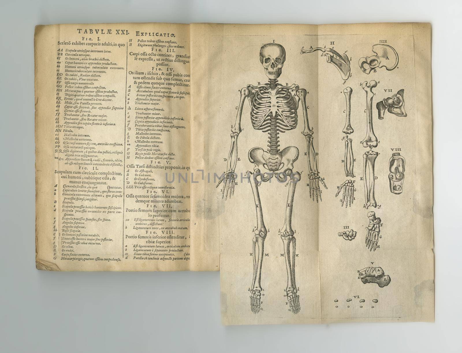 Aged old anatomy literature. An old anatomy book with its pages on display