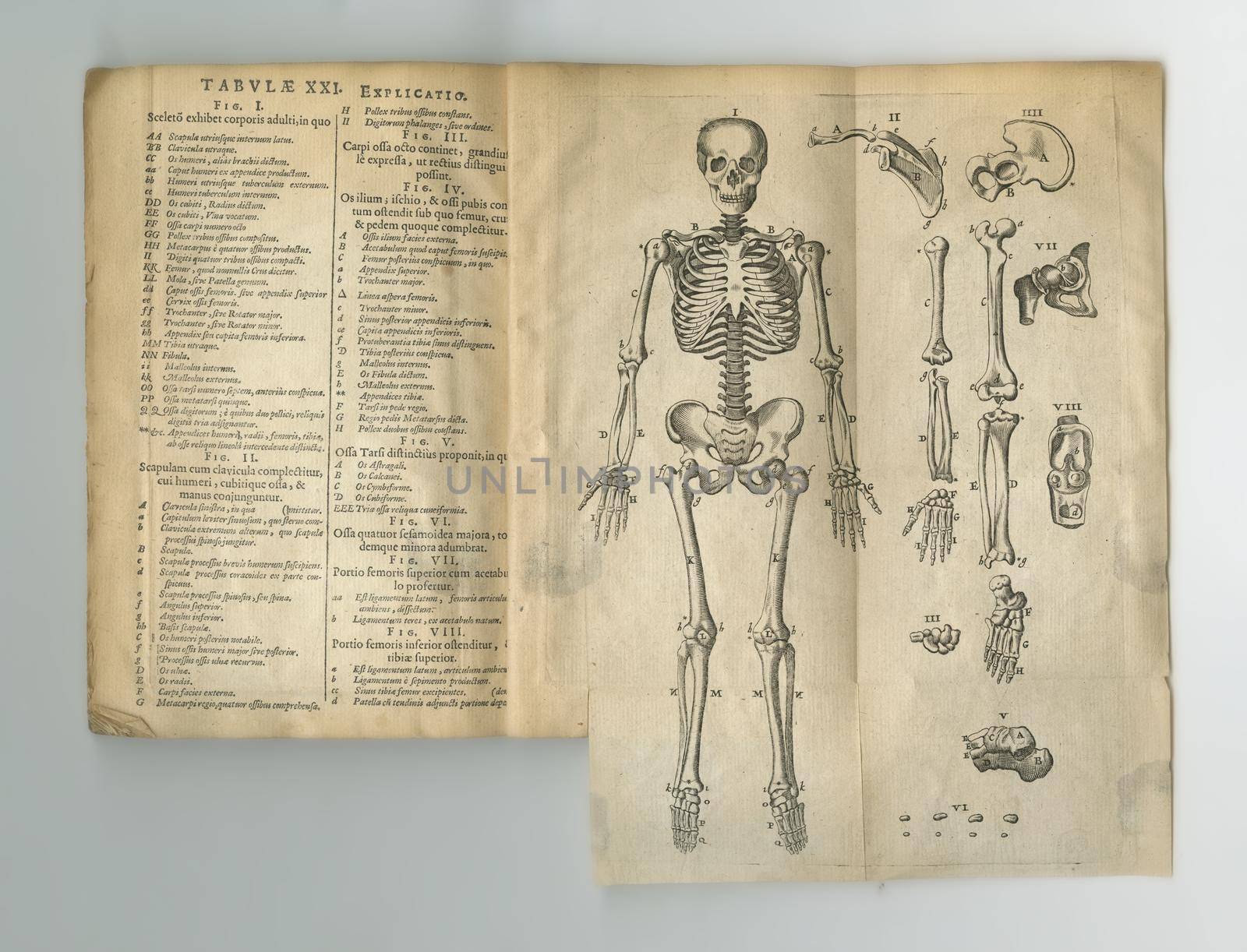 Aged latin anatomy book. An old anatomy book with its pages on display. by YuriArcurs