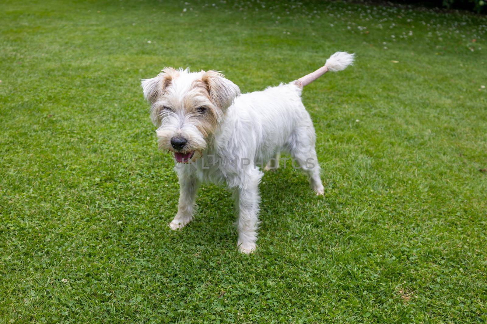 Jack Russell Terrier Dog in Green Garden by Bonandbon