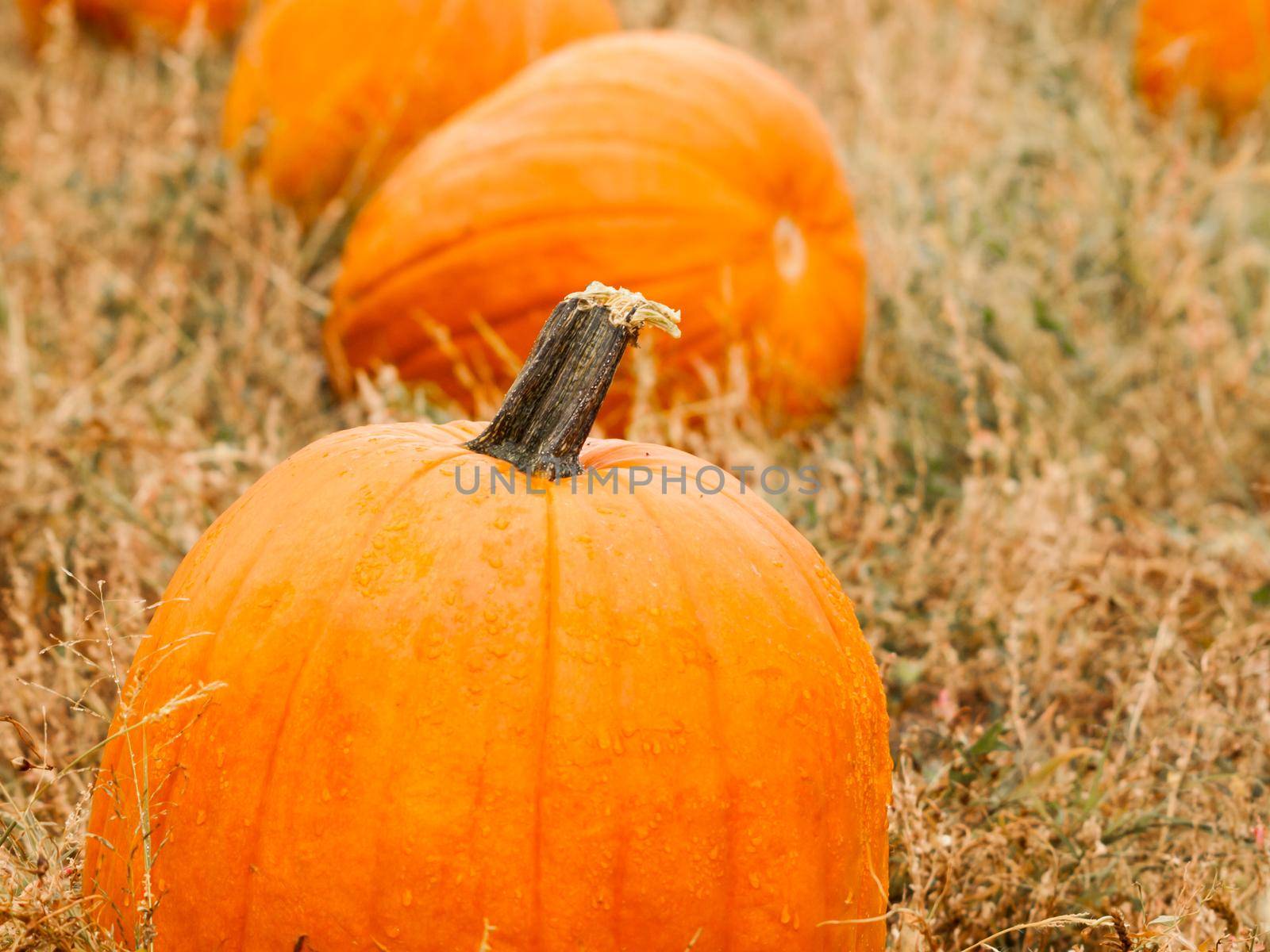 Big and little pumpkins at the pumpkin patch in aearly Autumn.