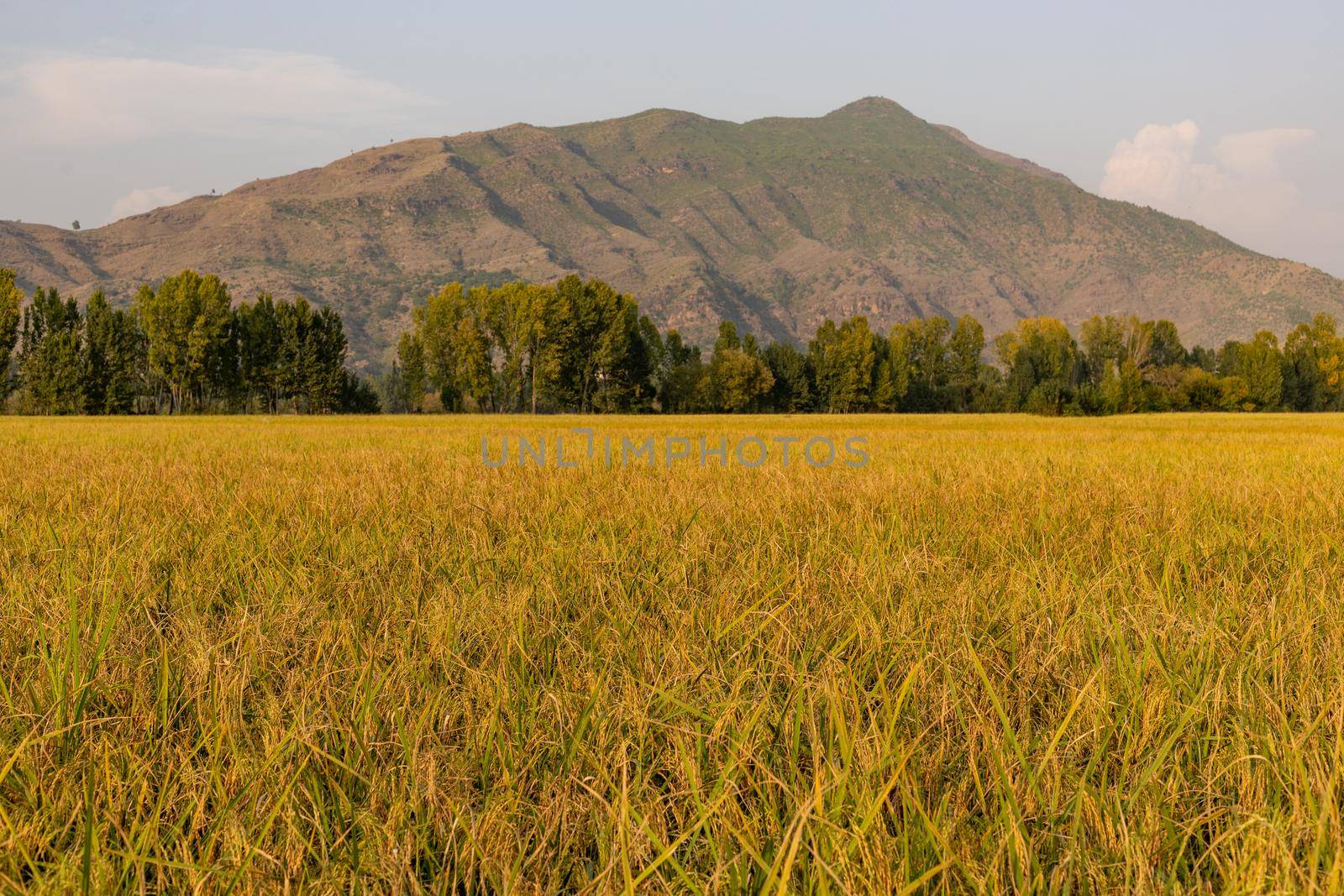 Ripe rice crop beautiful landscape view in the fall season