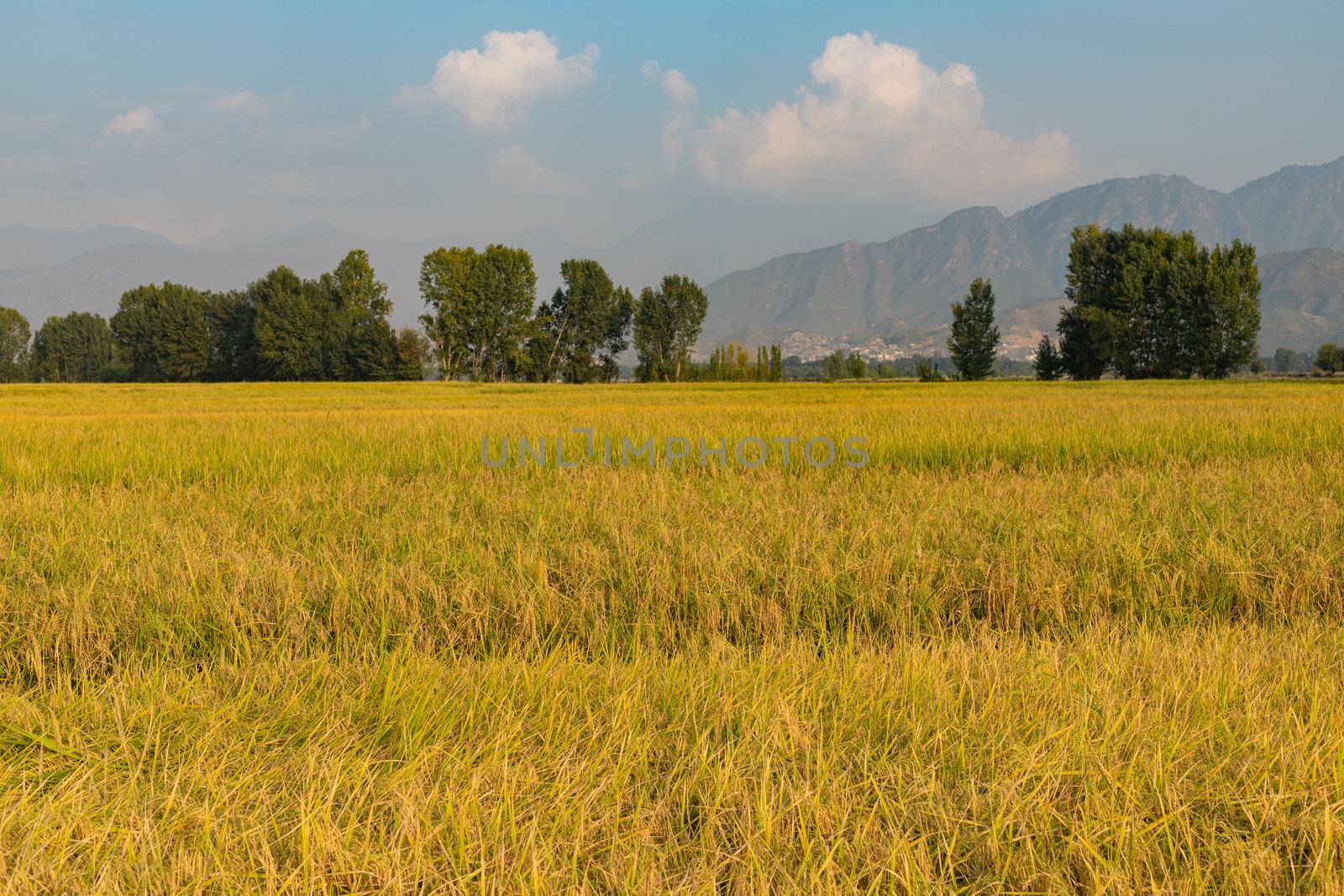 Ripe rice field with sky in the background at sunset time by Bilalphotos