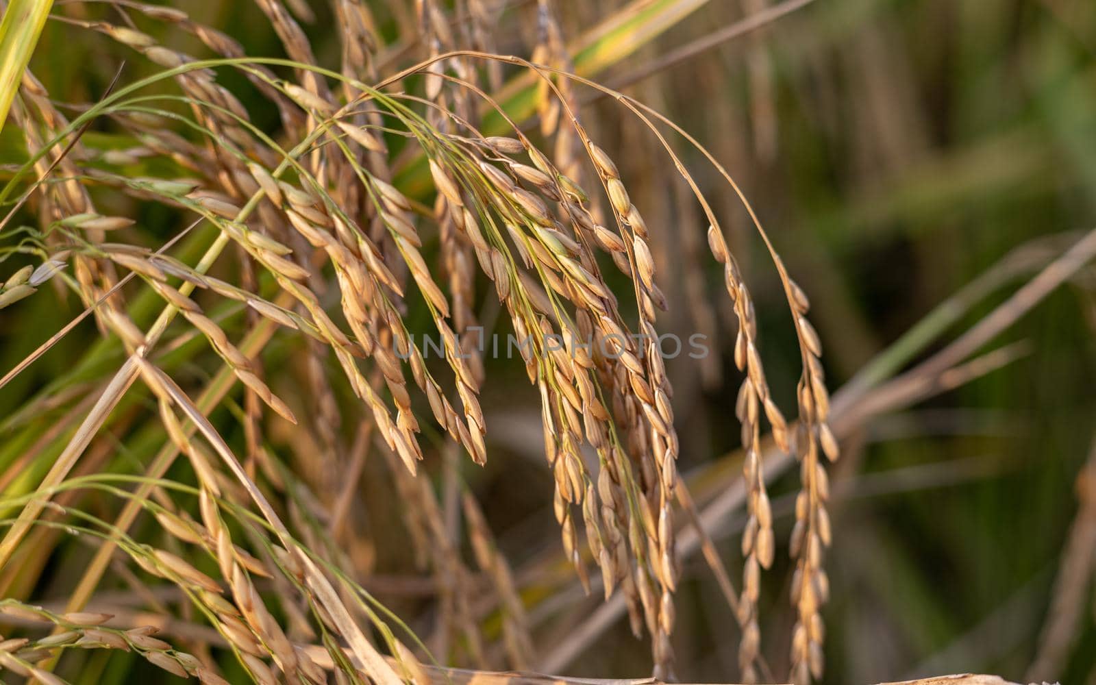 Closeup view of rice crop in the field