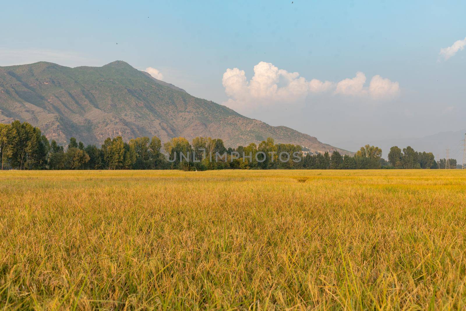 Beautiful view of golden ripen rice crop view in the fields by Bilalphotos