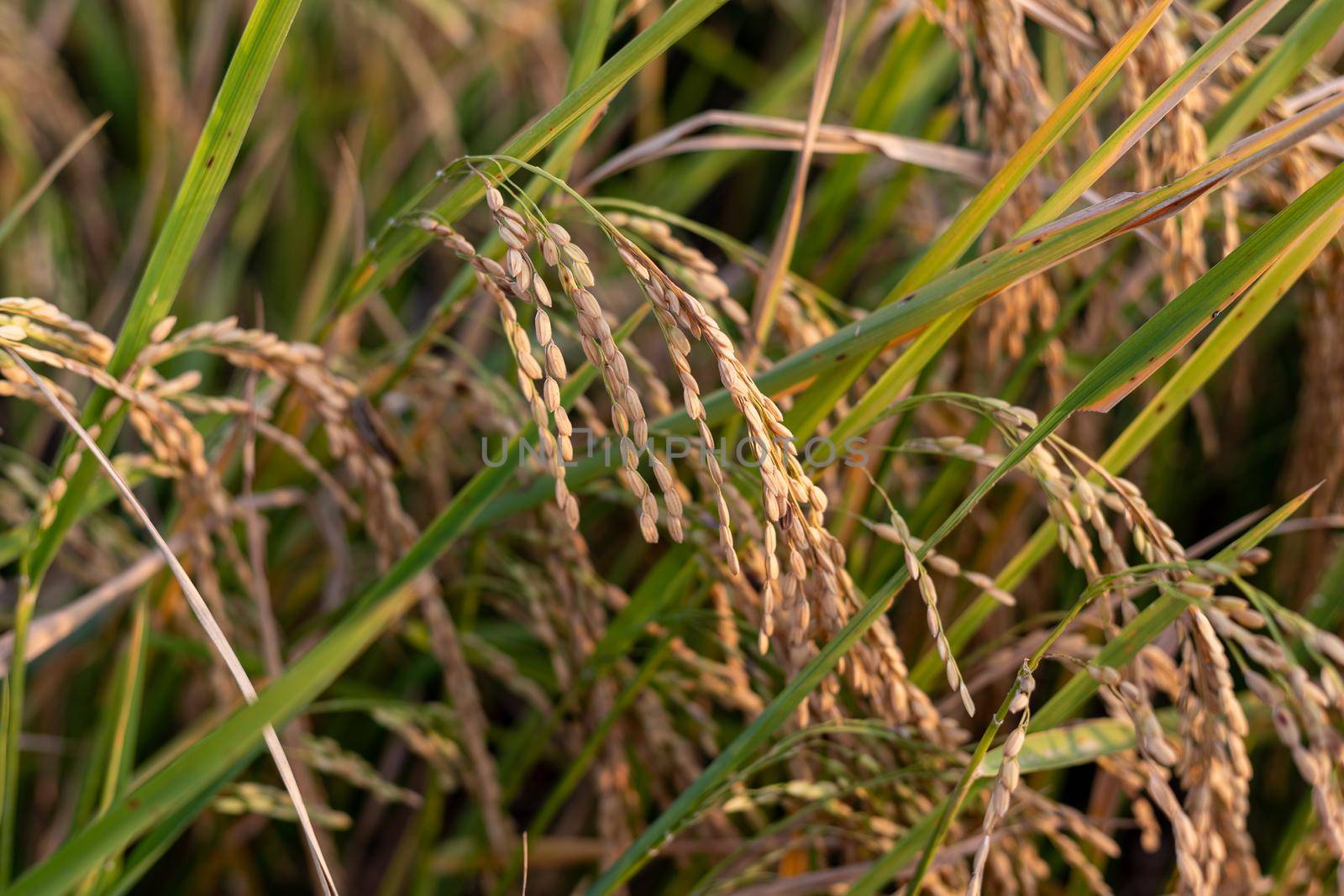 Ear of rice. Close-up to rice seeds in ear of paddy. Beautiful golden rice field and ear of rice.