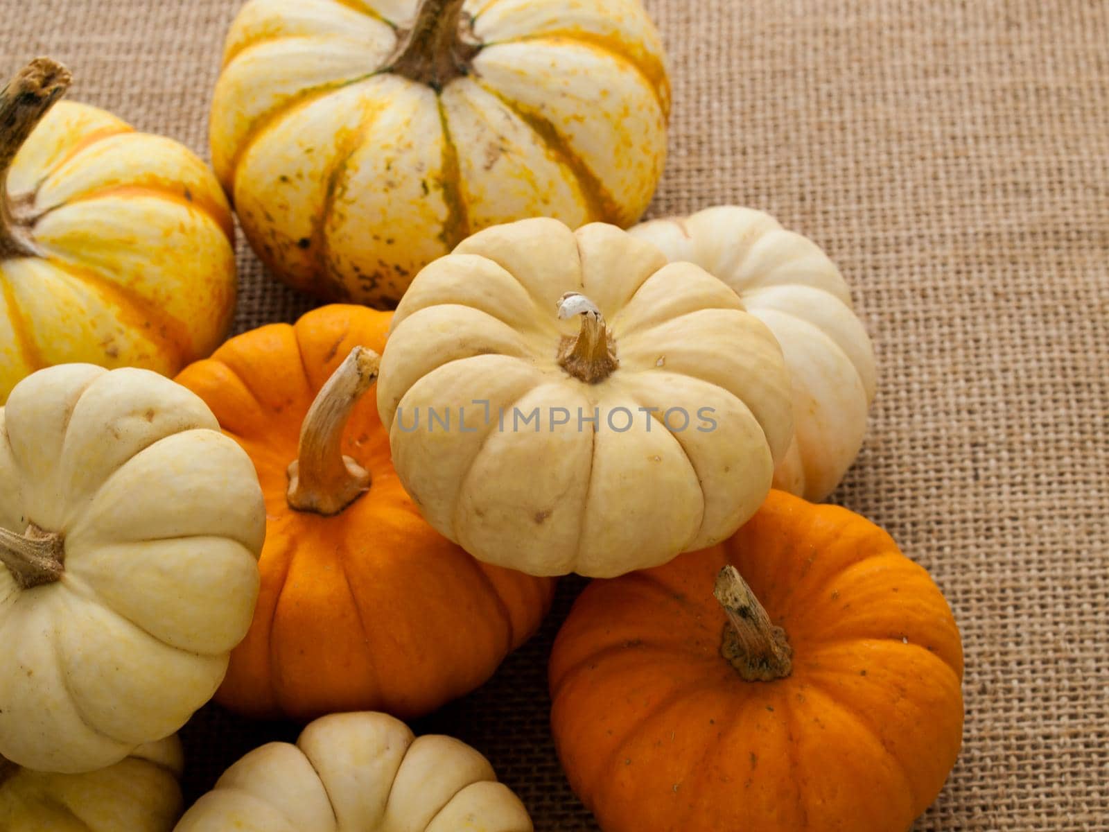 Small orange and white pumpkins on burlap fabric.