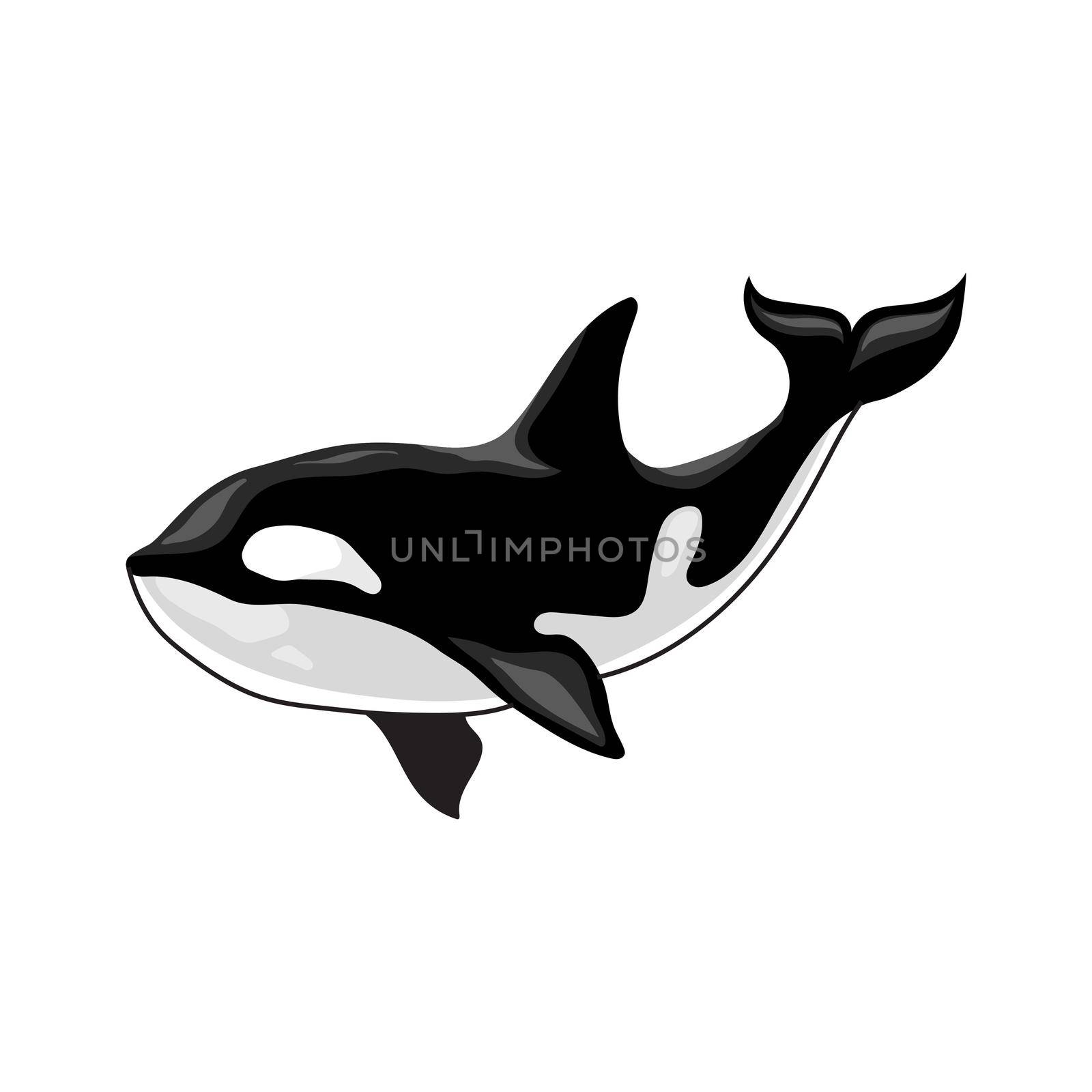 Vector illustration of an orca killer whale