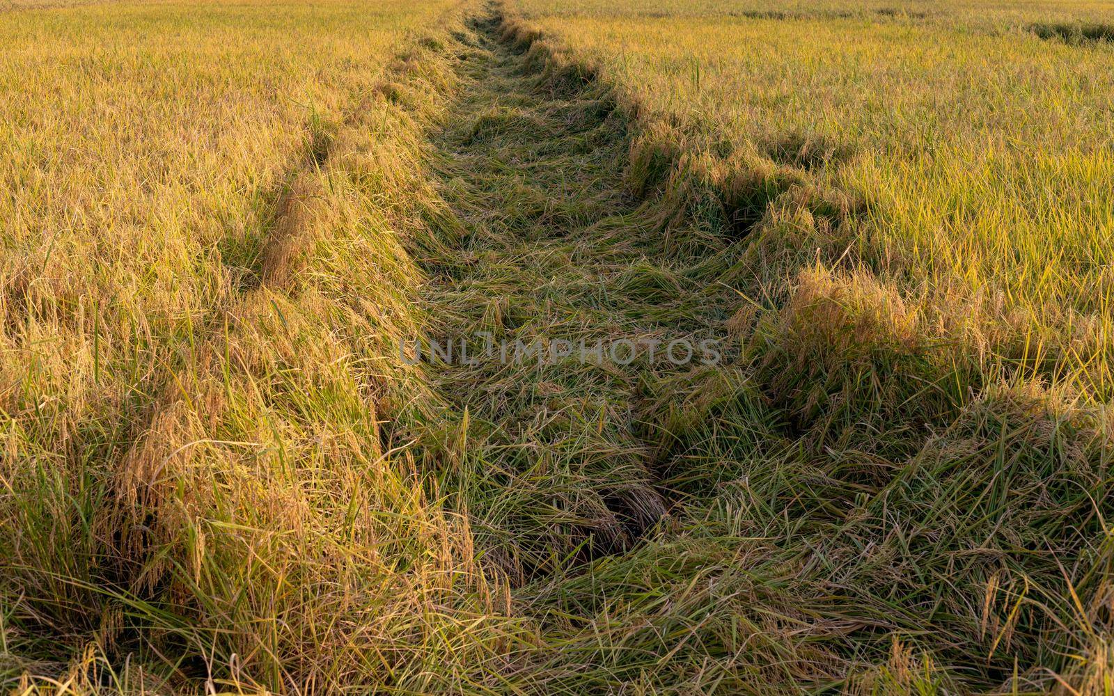 Rice crop damage by wind and rain