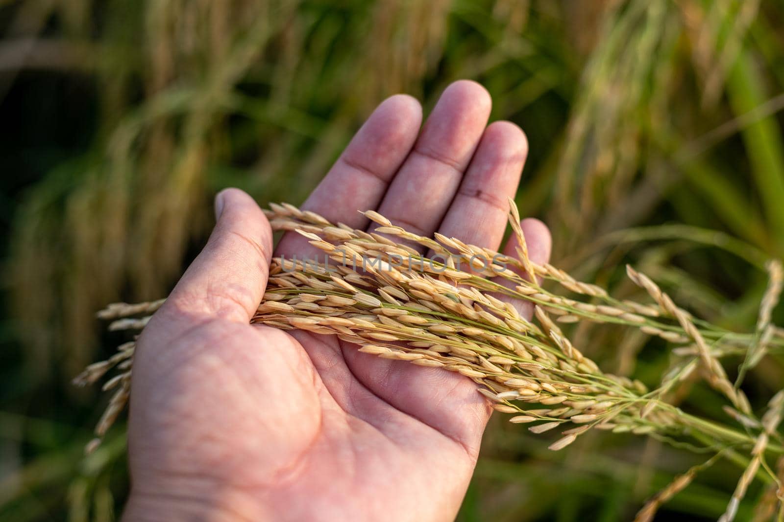 Farmer holding rice ears in hand for examining and inspection by Bilalphotos