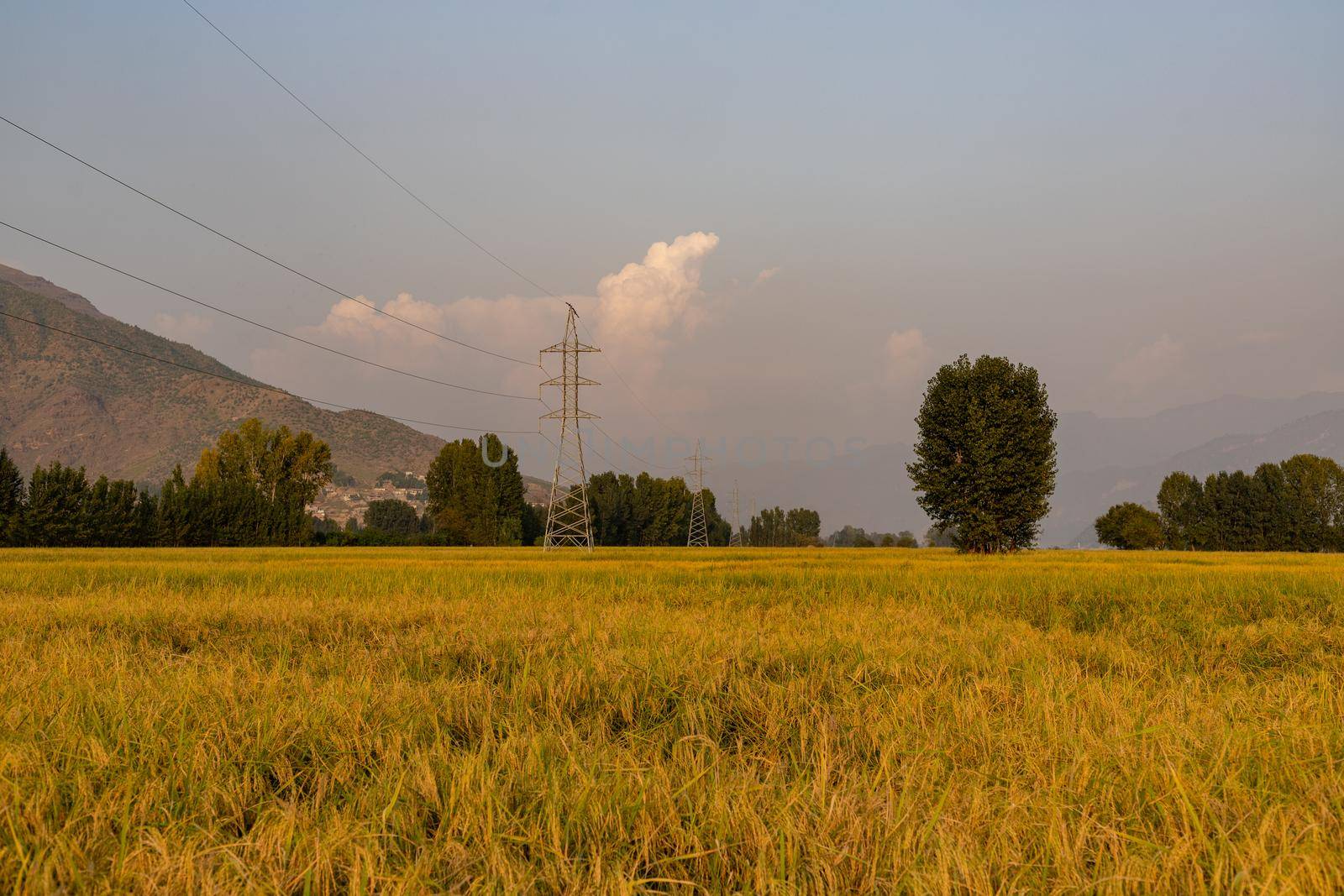 Rice crop beautiful scenery view in a countryside of Pakistan