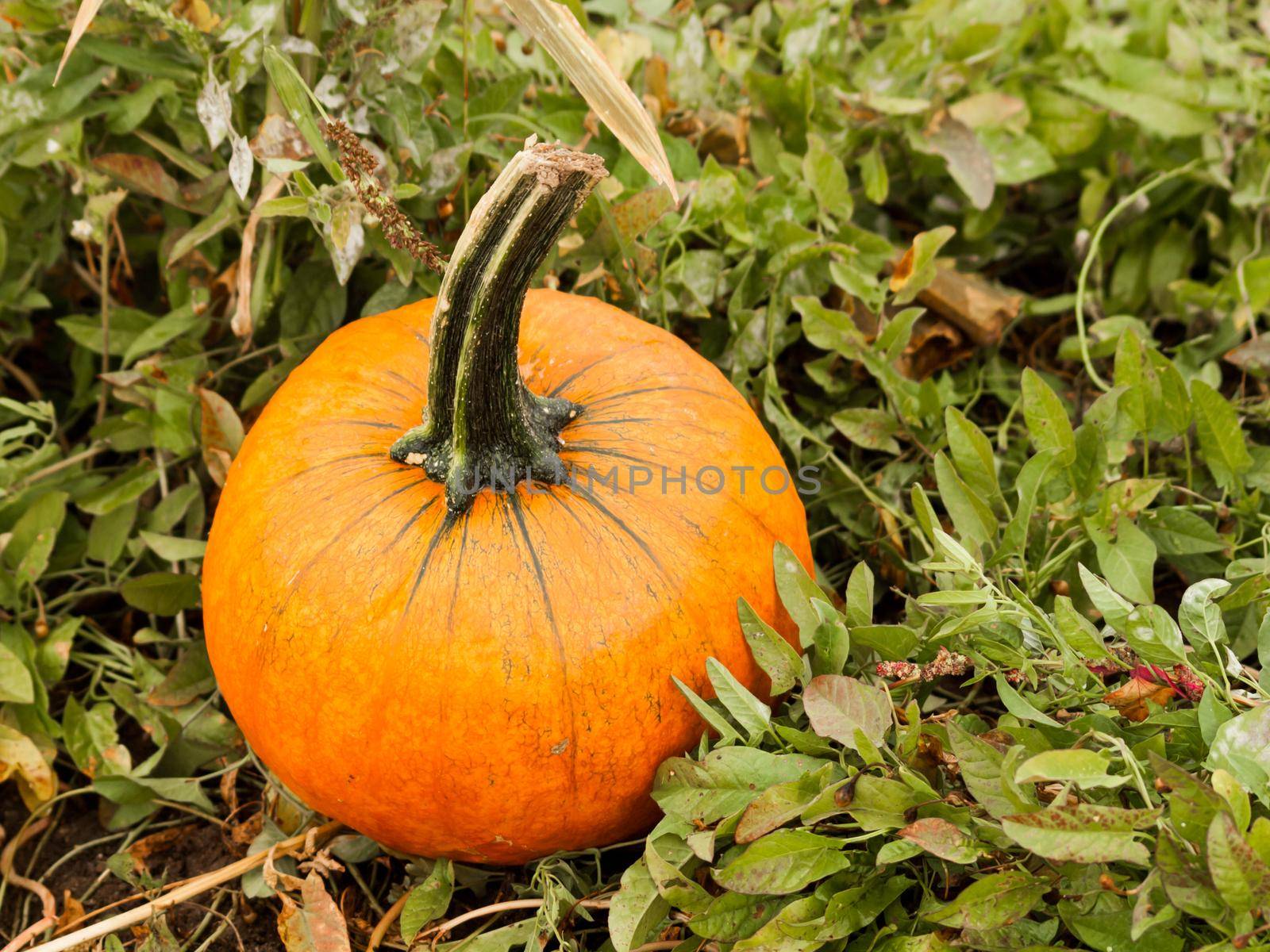 Big and little pumpkins at the pumpkin patch in aearly Autumn.