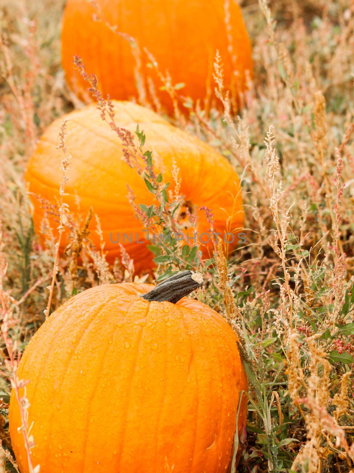 Big and little pumpkins at the pumpkin patch in aearly Autumn.