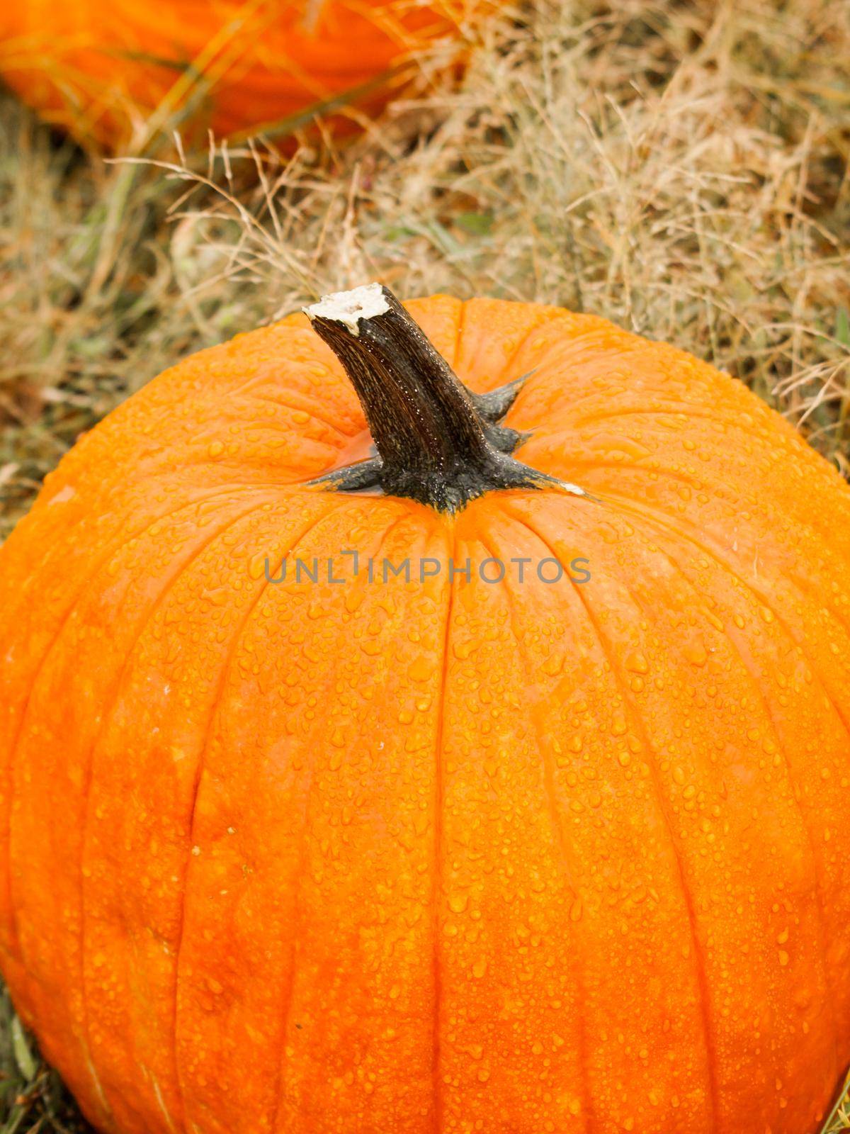 Big and little pumpkins at the pumpkin patch in aearly Autumn.