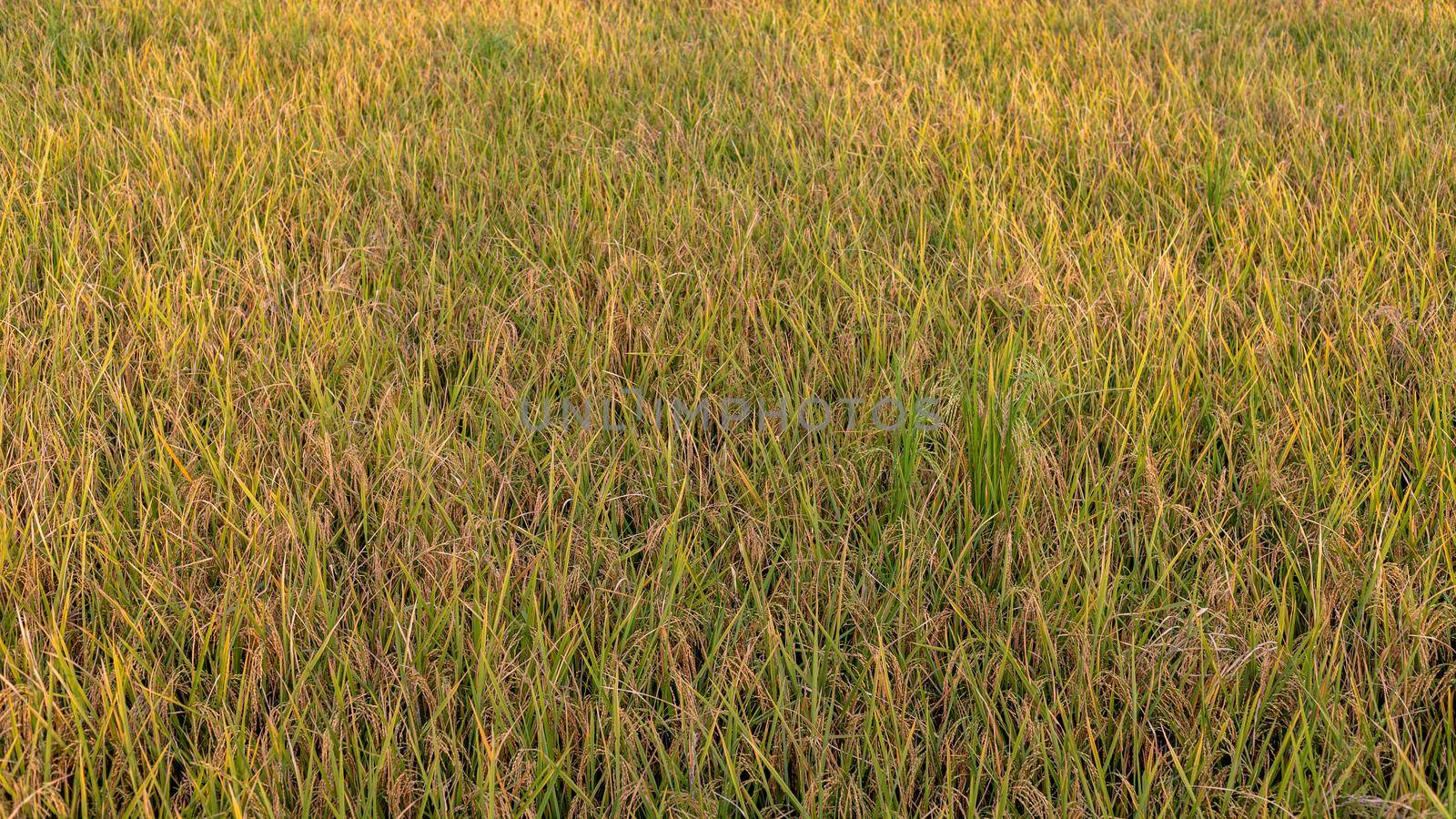 Rice crop ready to harvest in the fields by Bilalphotos