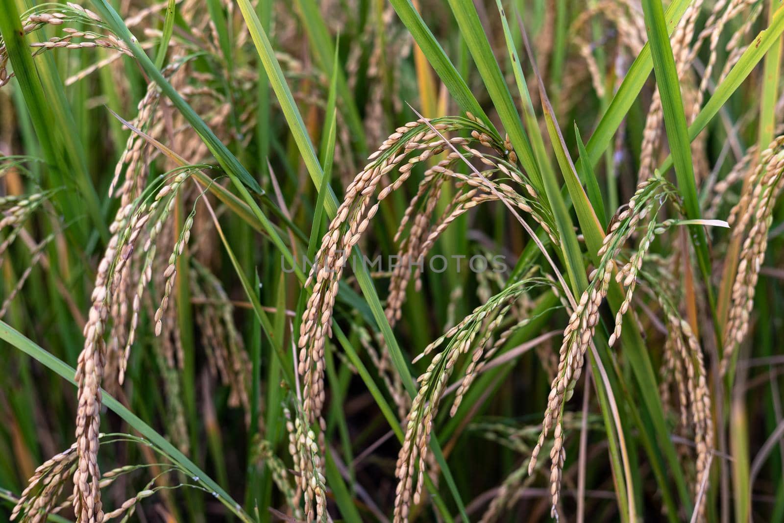 Ears of ripe rice closeup view by Bilalphotos