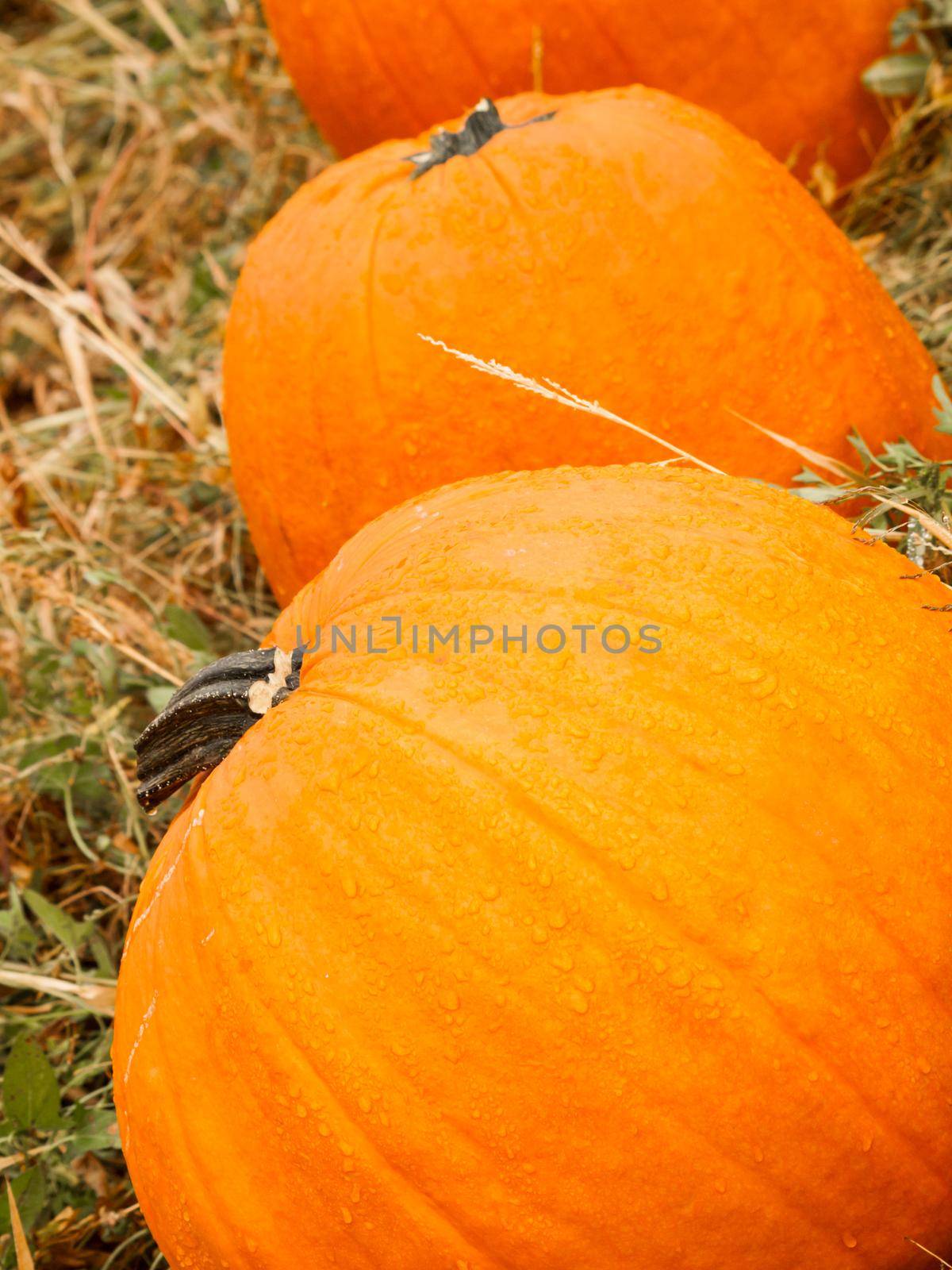 Big and little pumpkins at the pumpkin patch in aearly Autumn.