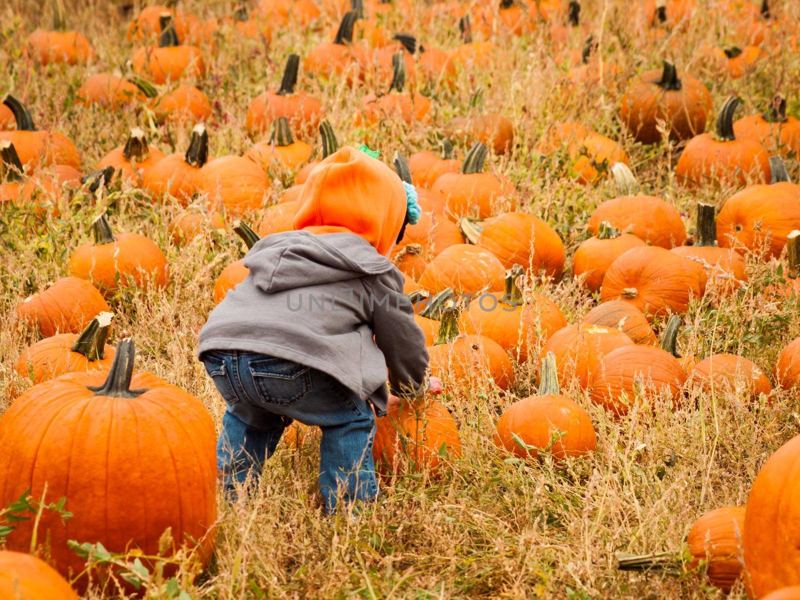 Little kid picking pumpkin at the pumpkin patch in early Autumn.