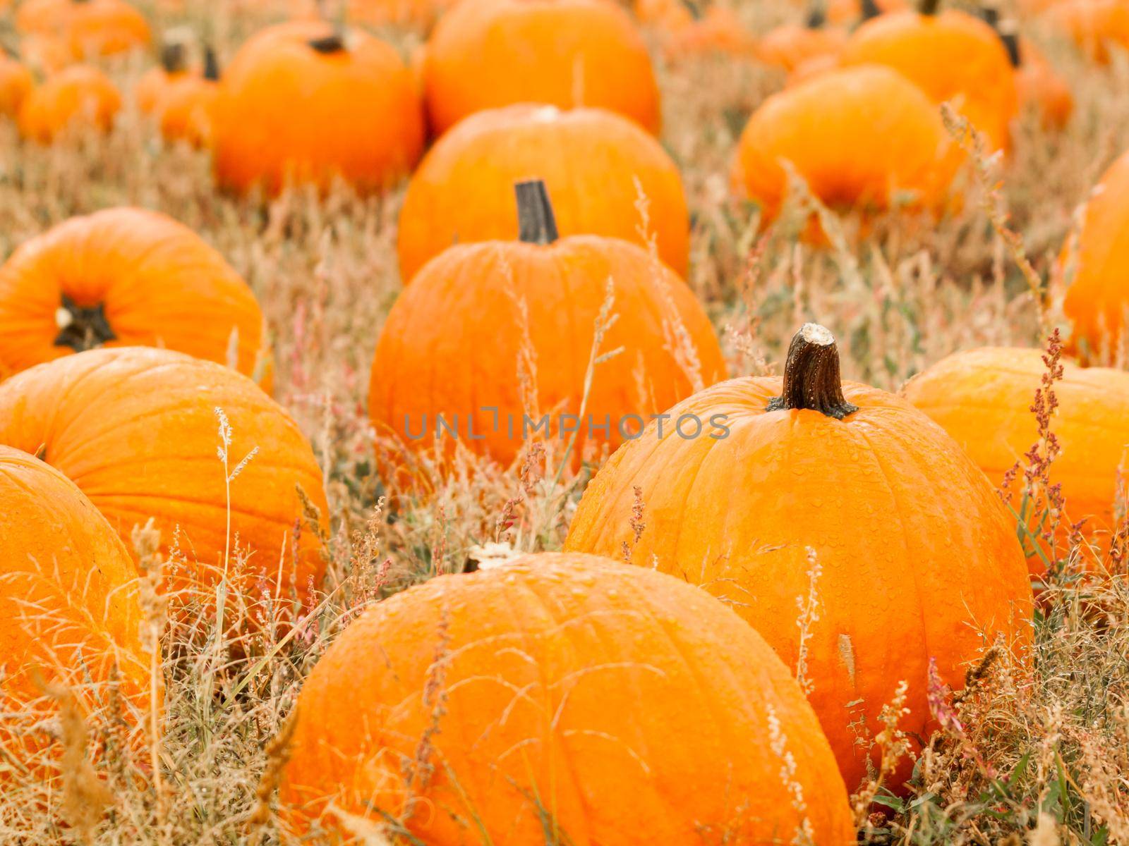 Big and little pumpkins at the pumpkin patch in aearly Autumn.