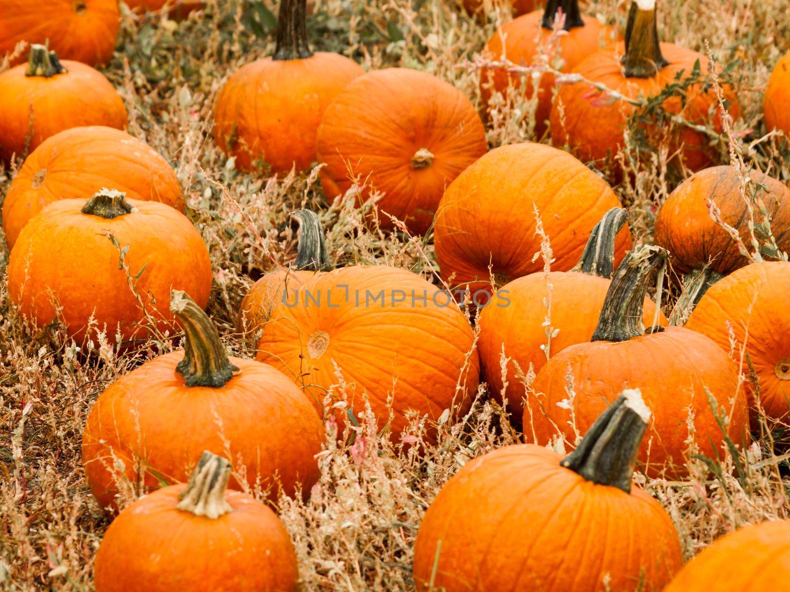 Pumpkin patch by arinahabich