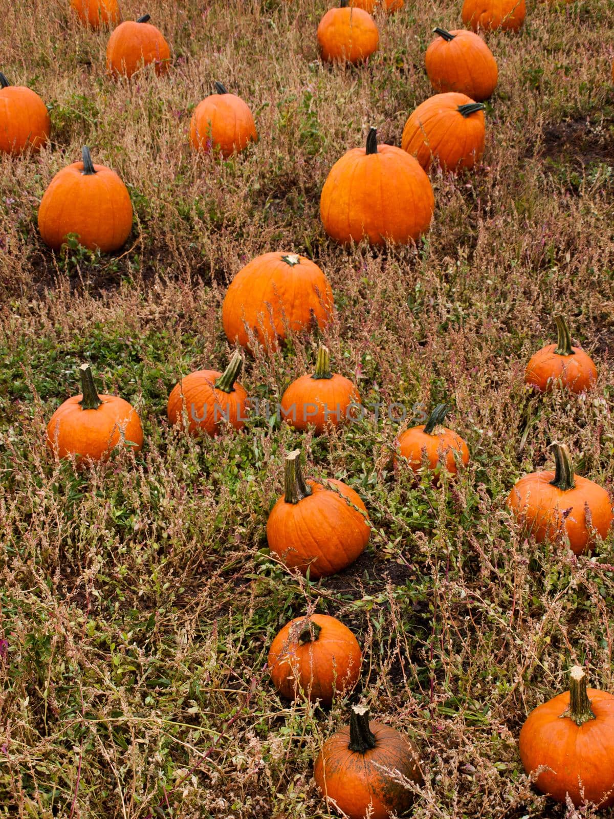 Pumpkins ready for harvesting on farm field in Autumn.