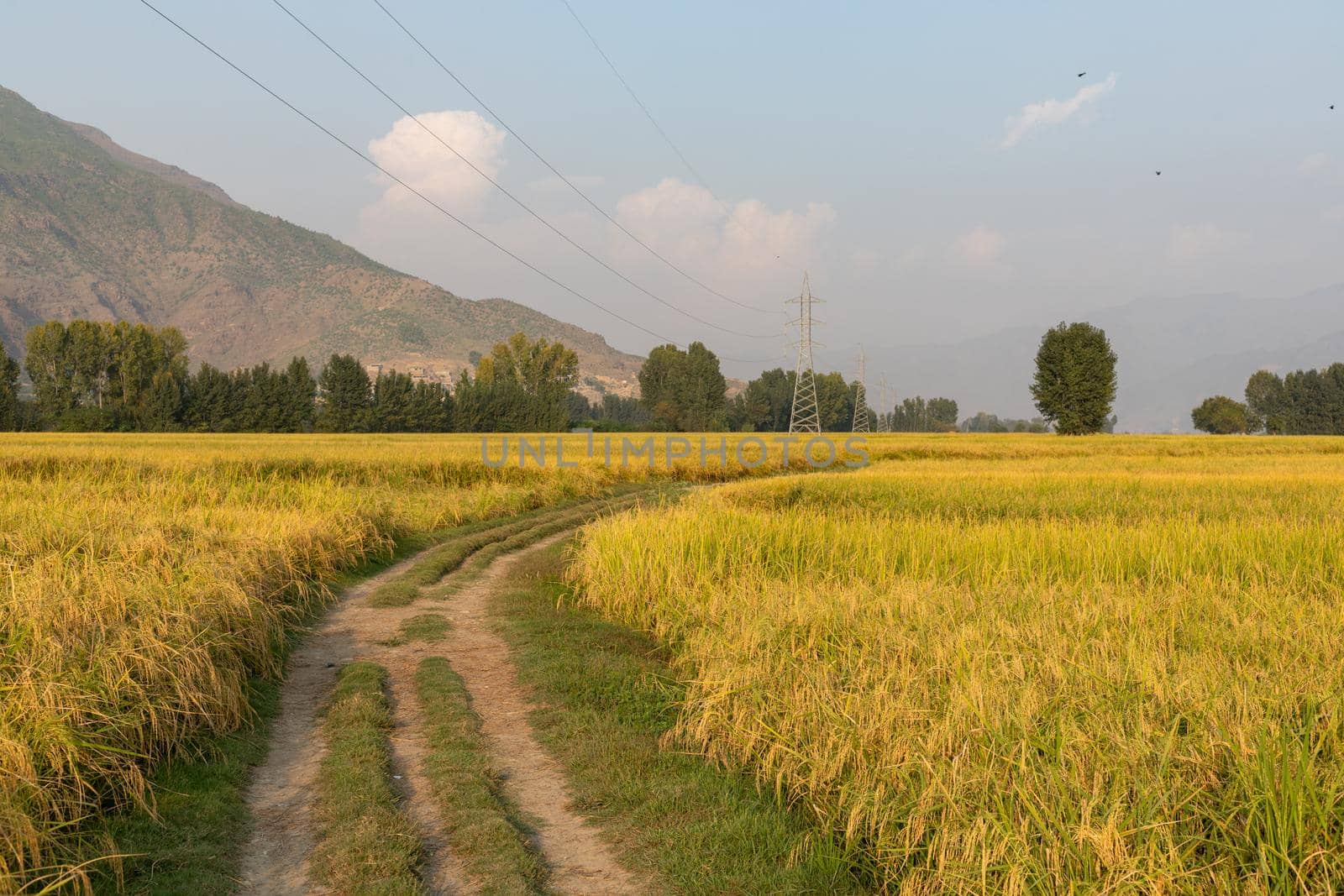 A dirt road in the rice paddy fields. Ripe rice crop ready for harvesting