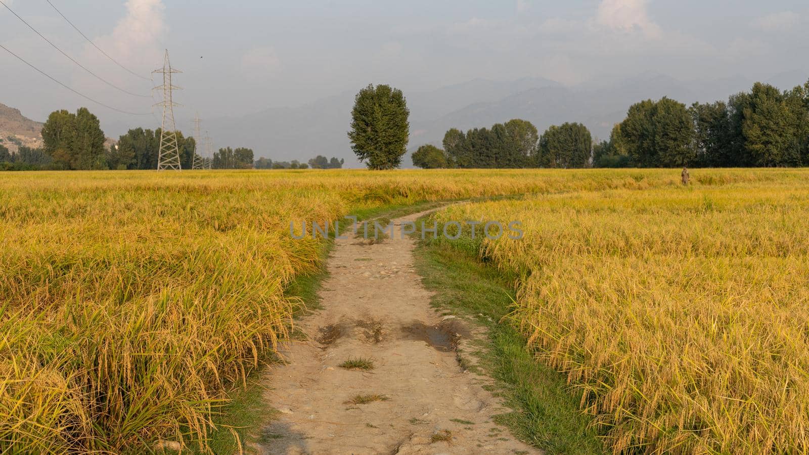 A path passing in the rice fields in a village side of Pakistan by Bilalphotos