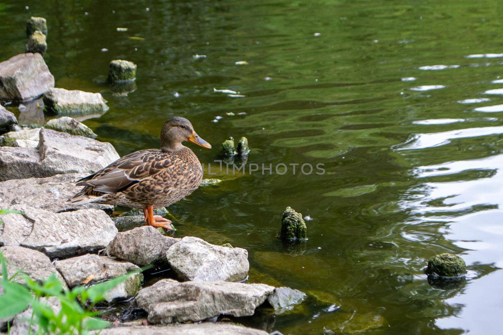 Ducks enjoying pond life during an overcast day. High quality photo