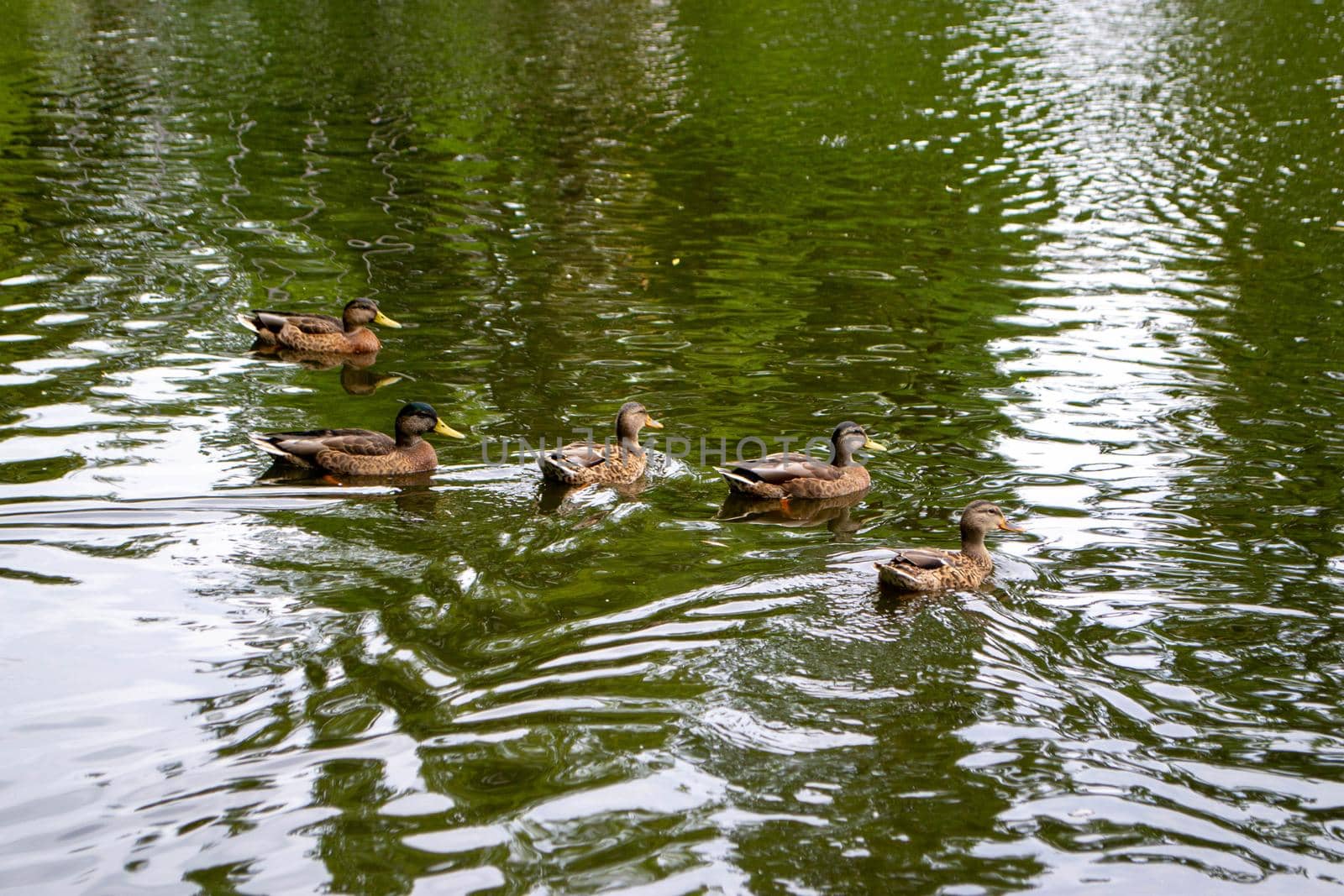 Ducks enjoying pond life during an overcast day. High quality photo