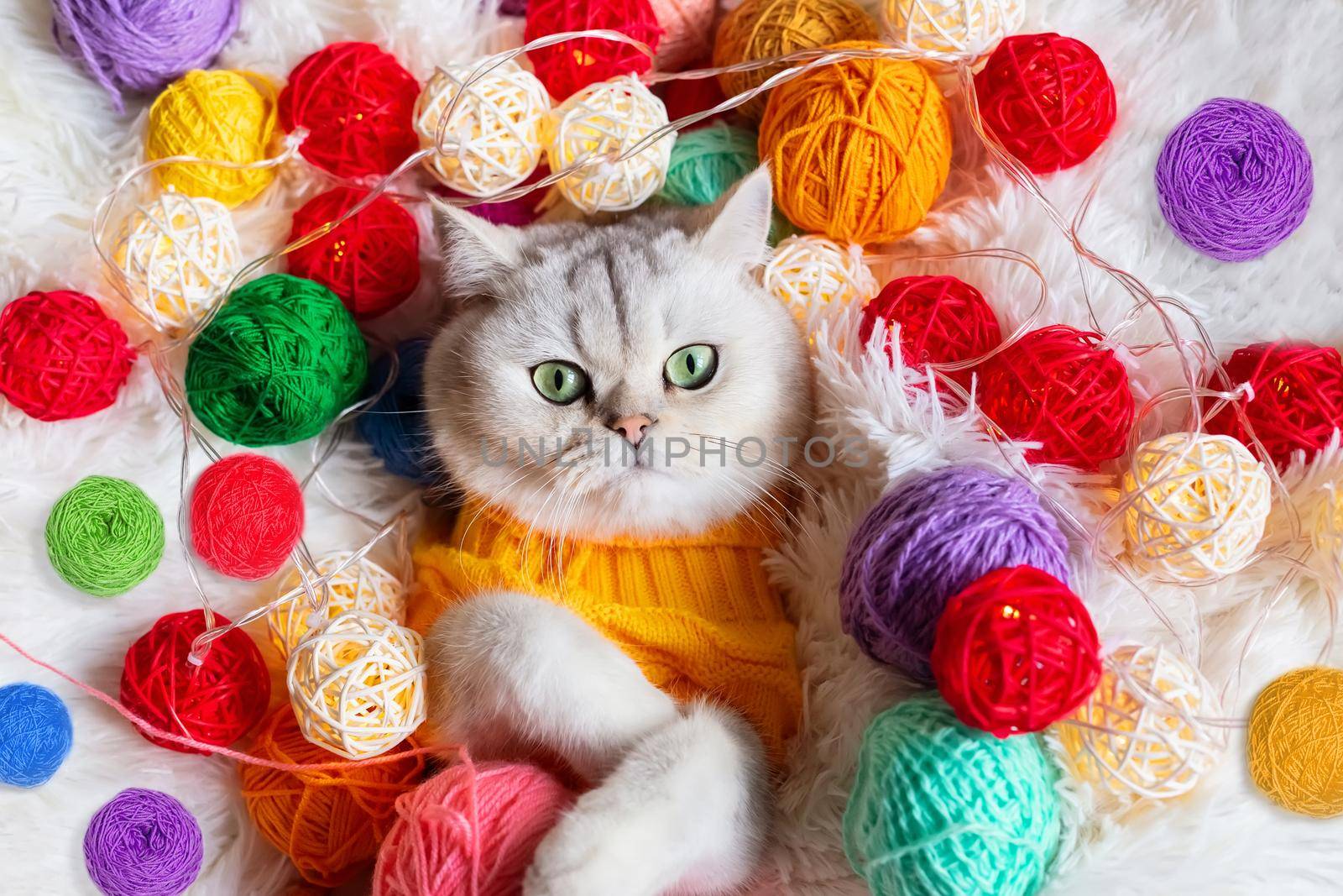 A cute white cat lies in a yellow knitted sweater, on a fluffy blanket with colorful balls of yarn. View from above. Close up. Copy space