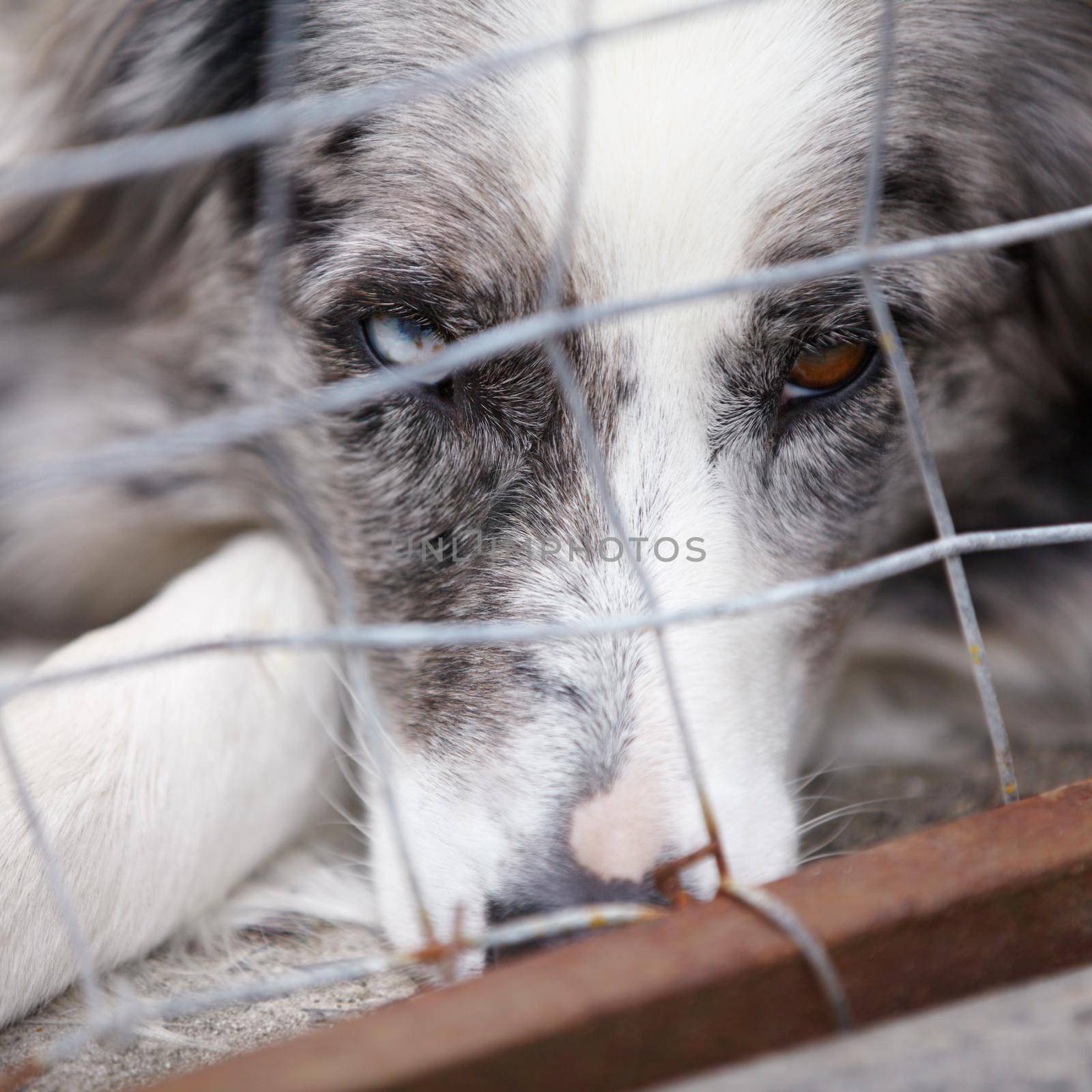 Abandoned and alone. A close up of a very sad looking dog looking through the bars of the cage. by YuriArcurs