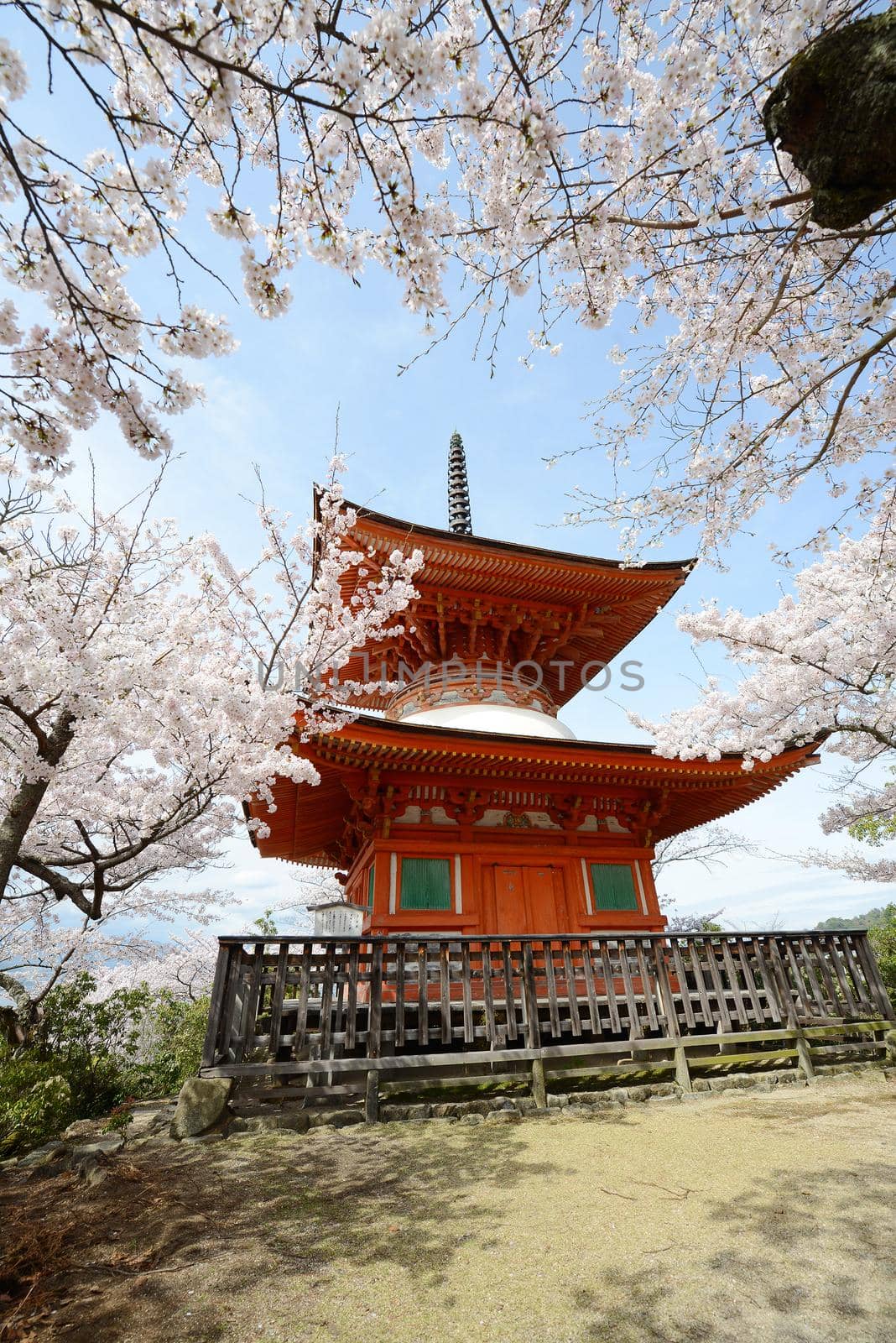 cherry blossom with pagoda at miyajima