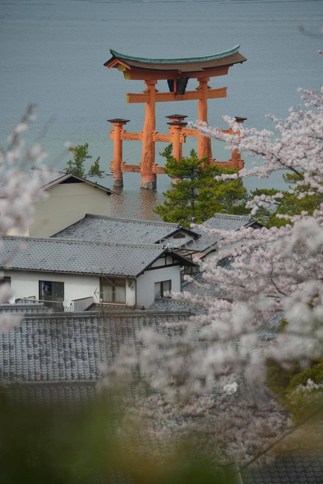 red gate at miyajima with cherry blossom